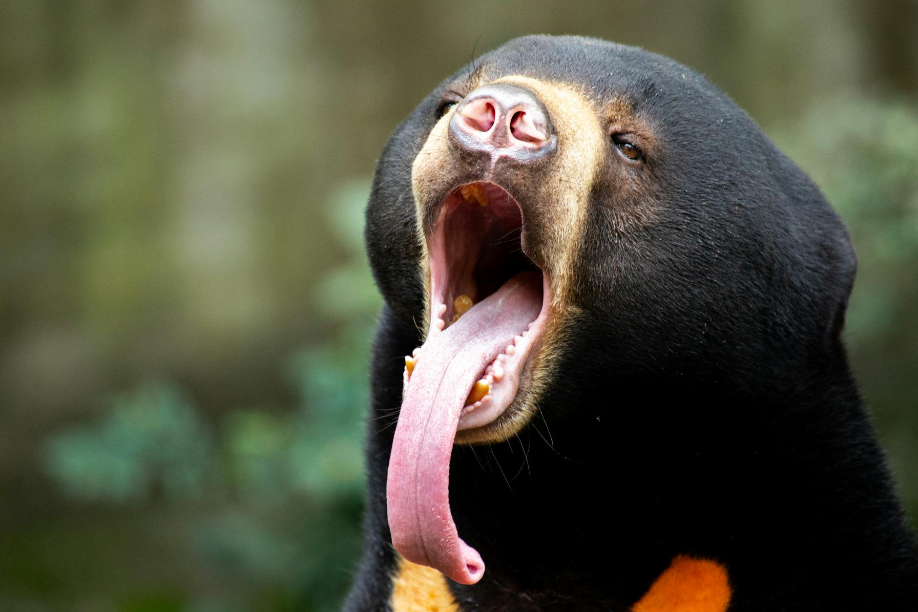 Sun Bear Animal