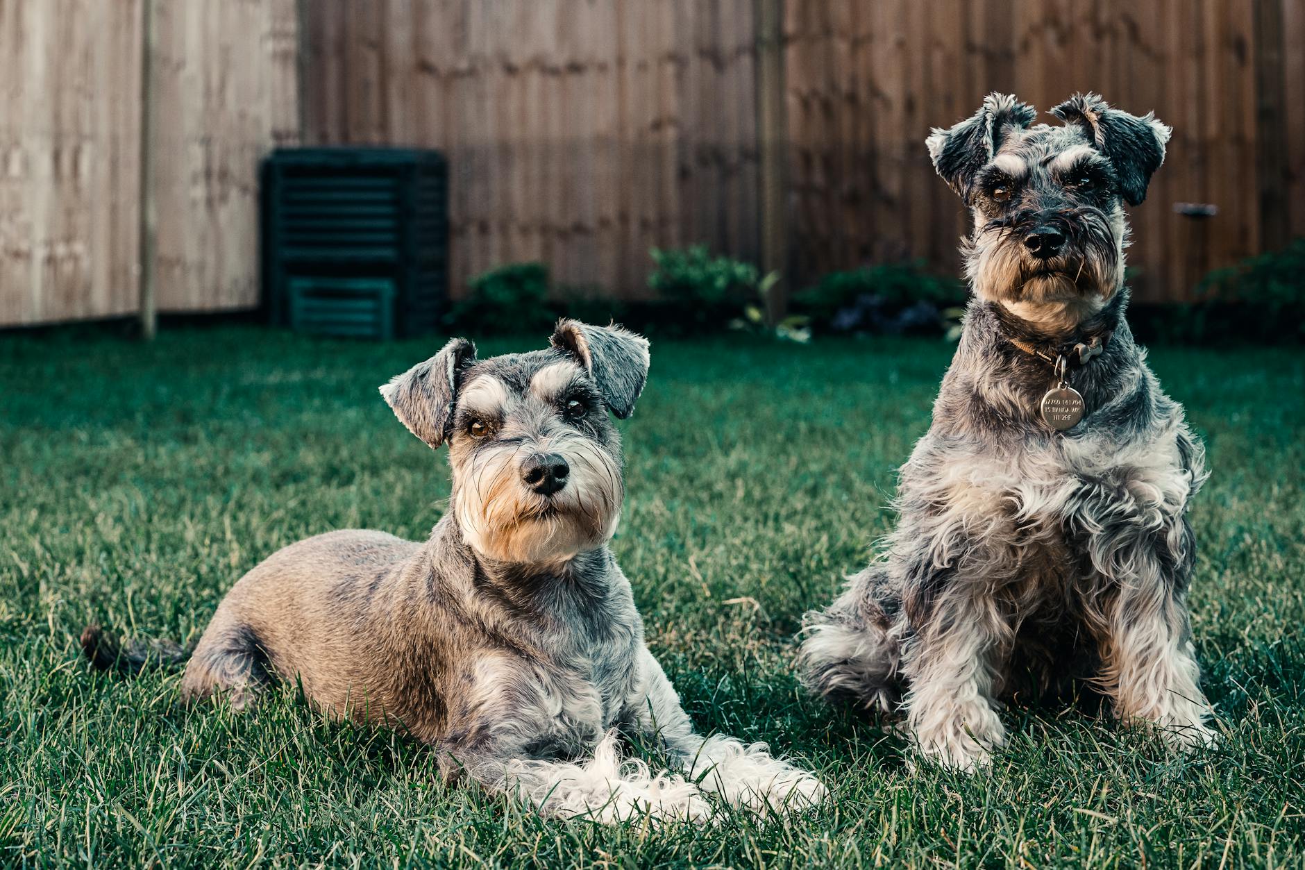 Standard Schnauzer Dog Breed