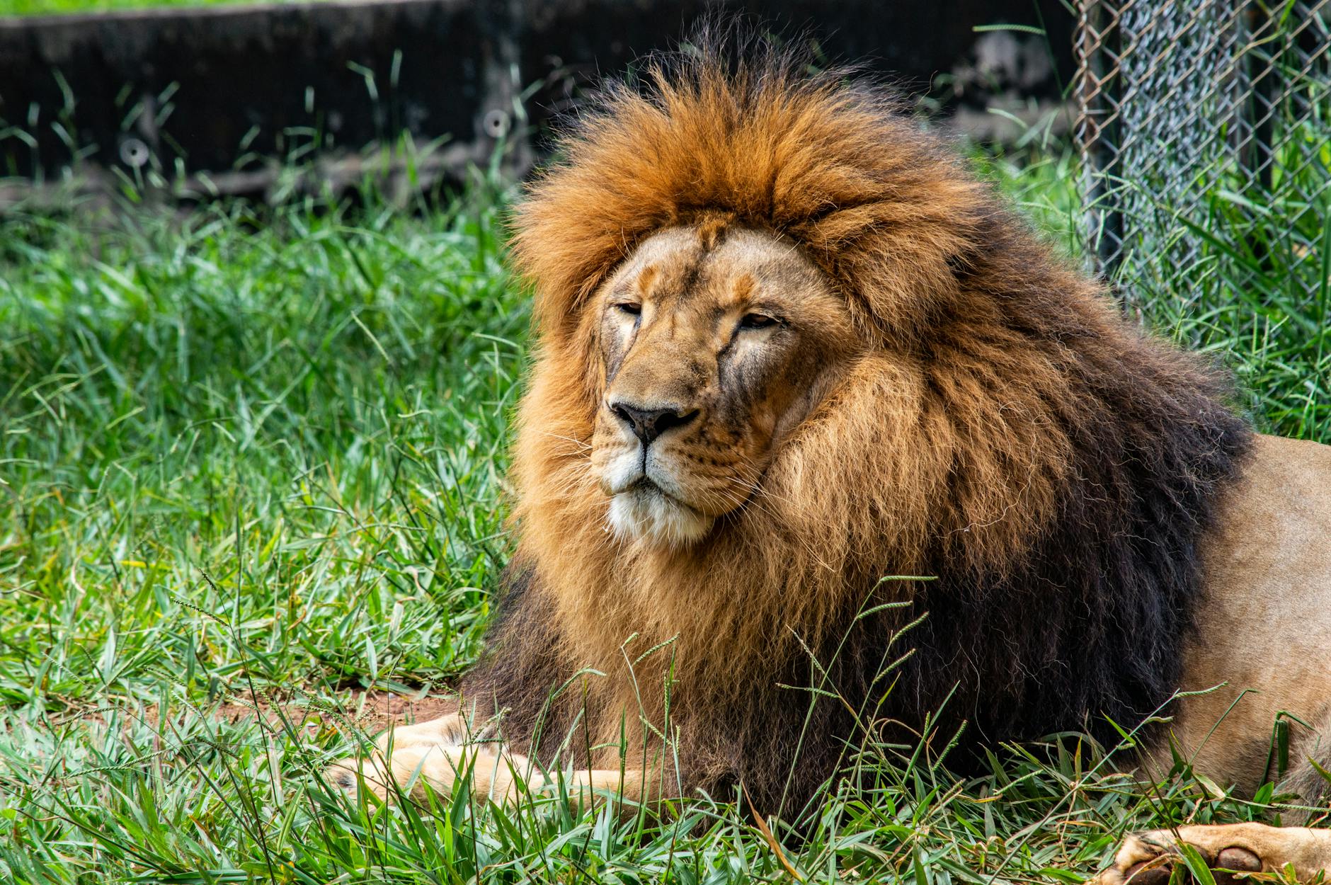 Lion Animal