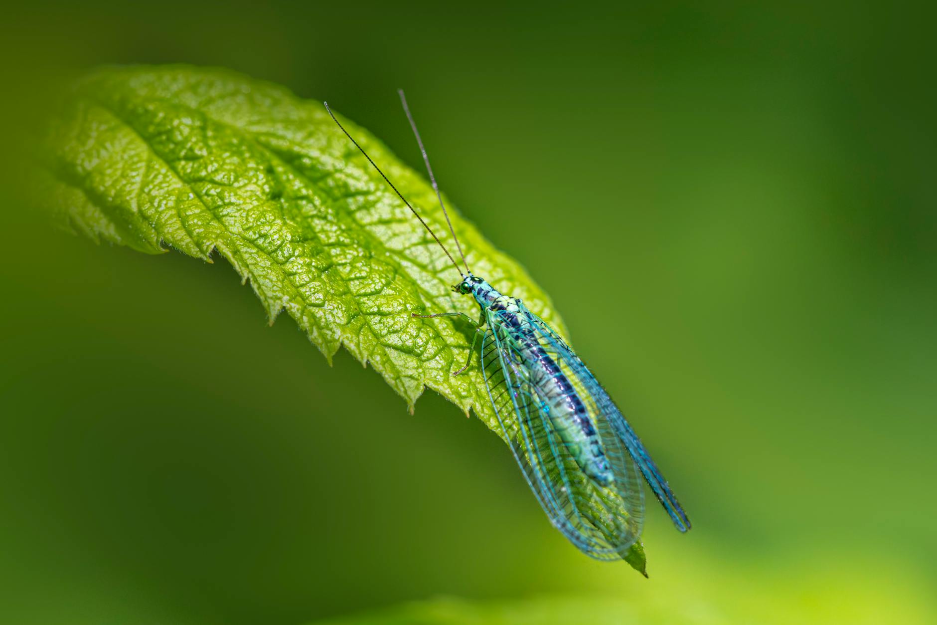 Lacewing Animal