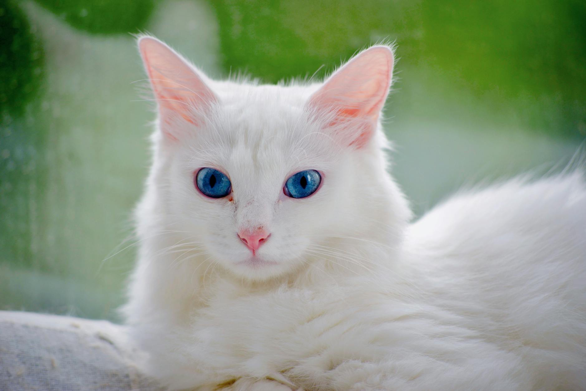 Turkish Angora Cat Breed