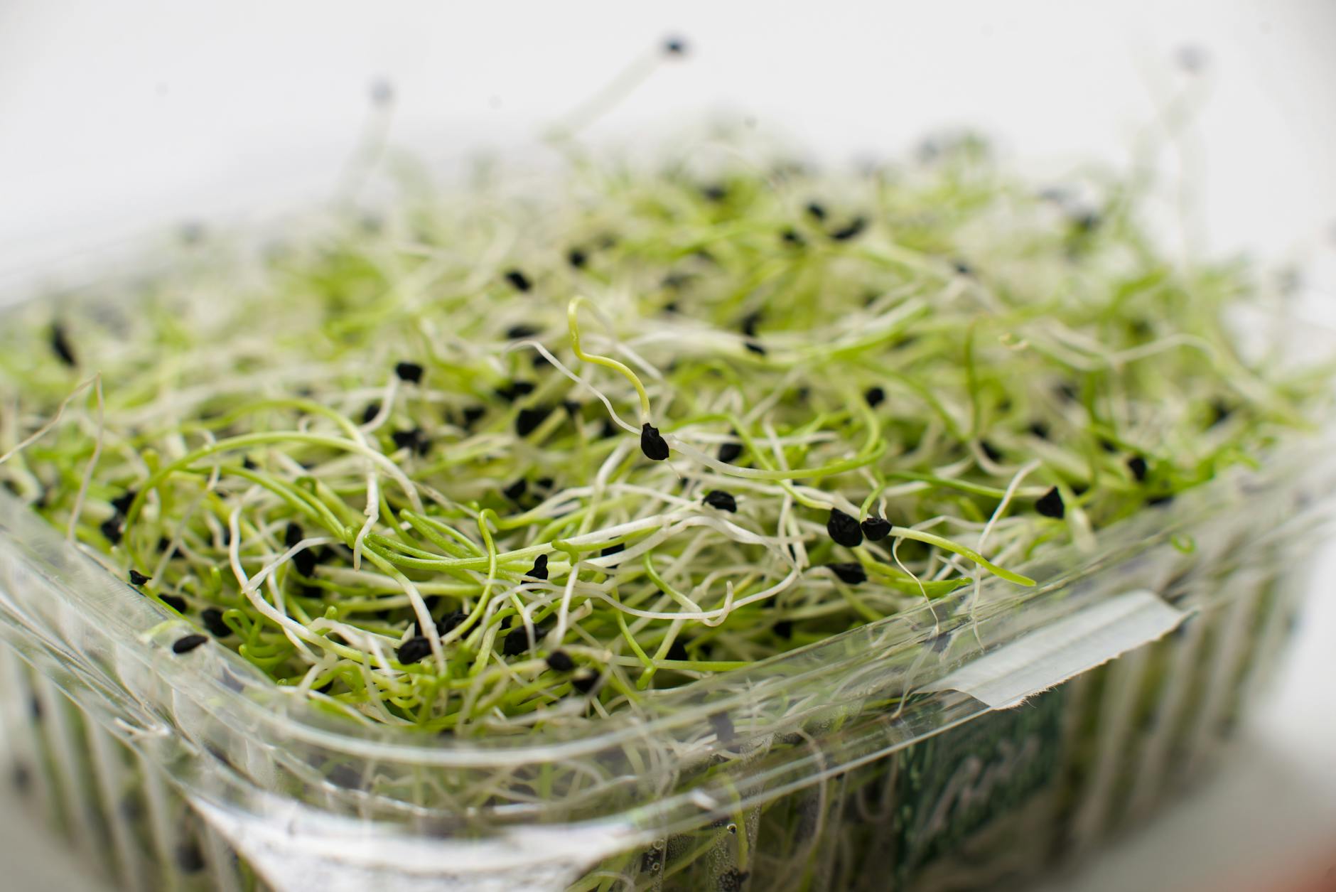 Alfalfa Sprouts Food