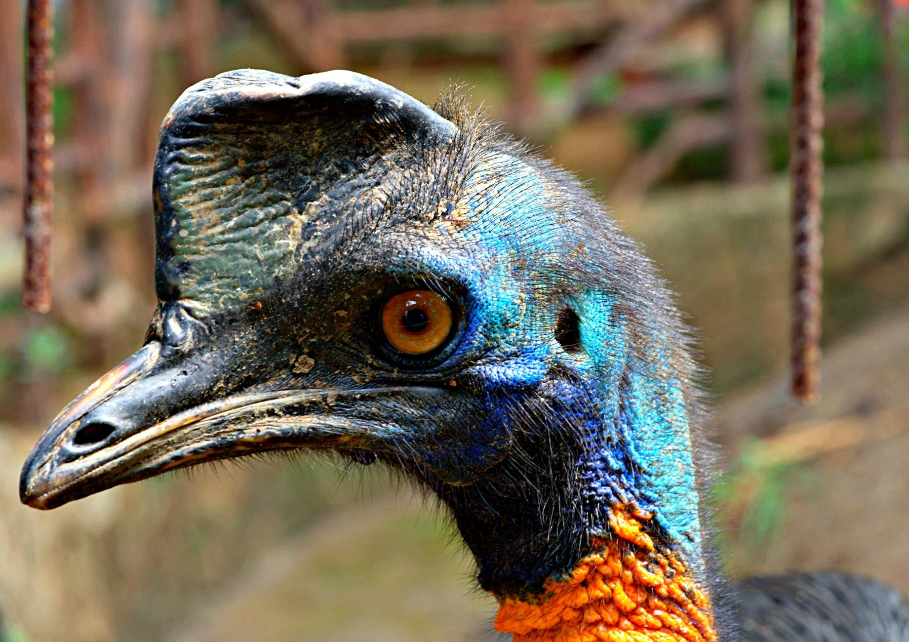 Cassowaries