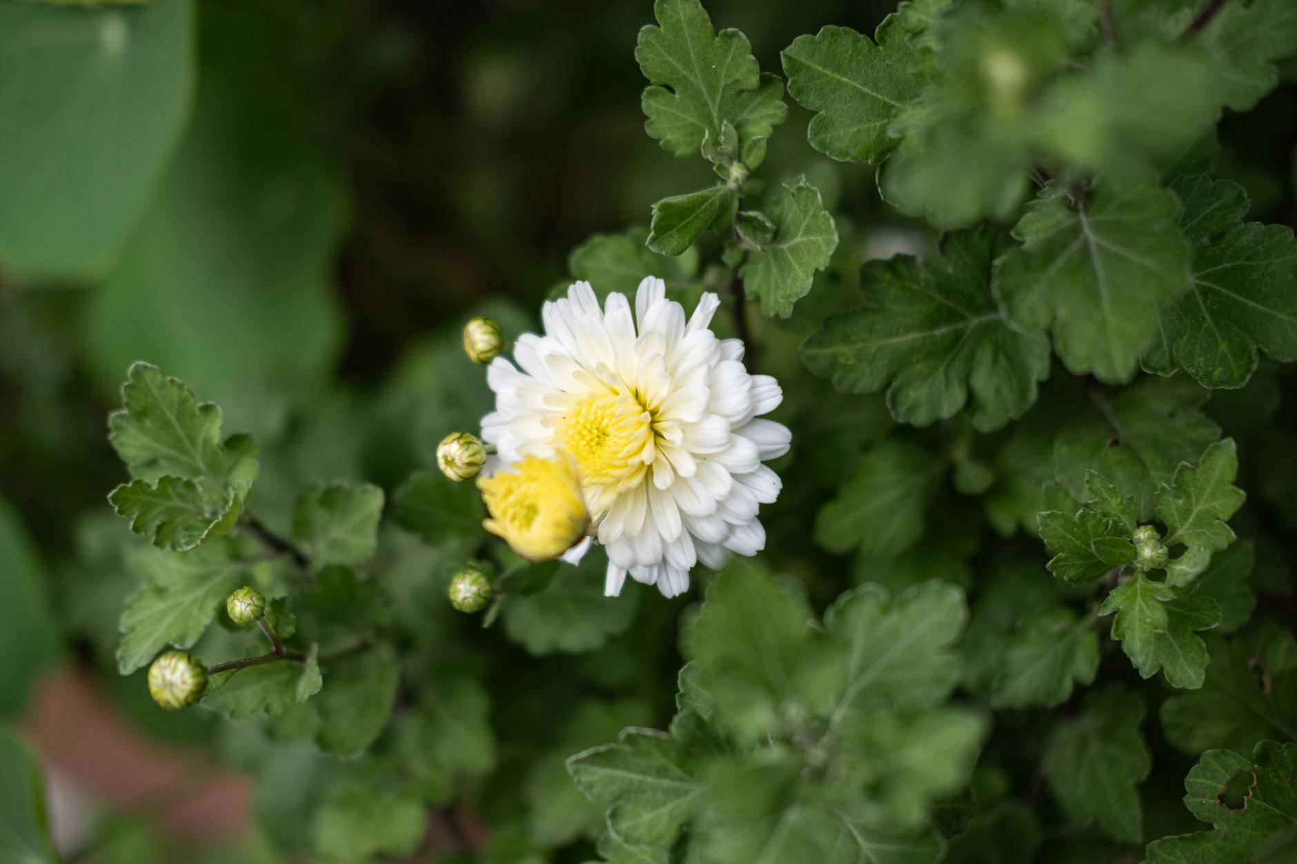 Chrysanthemum Plant