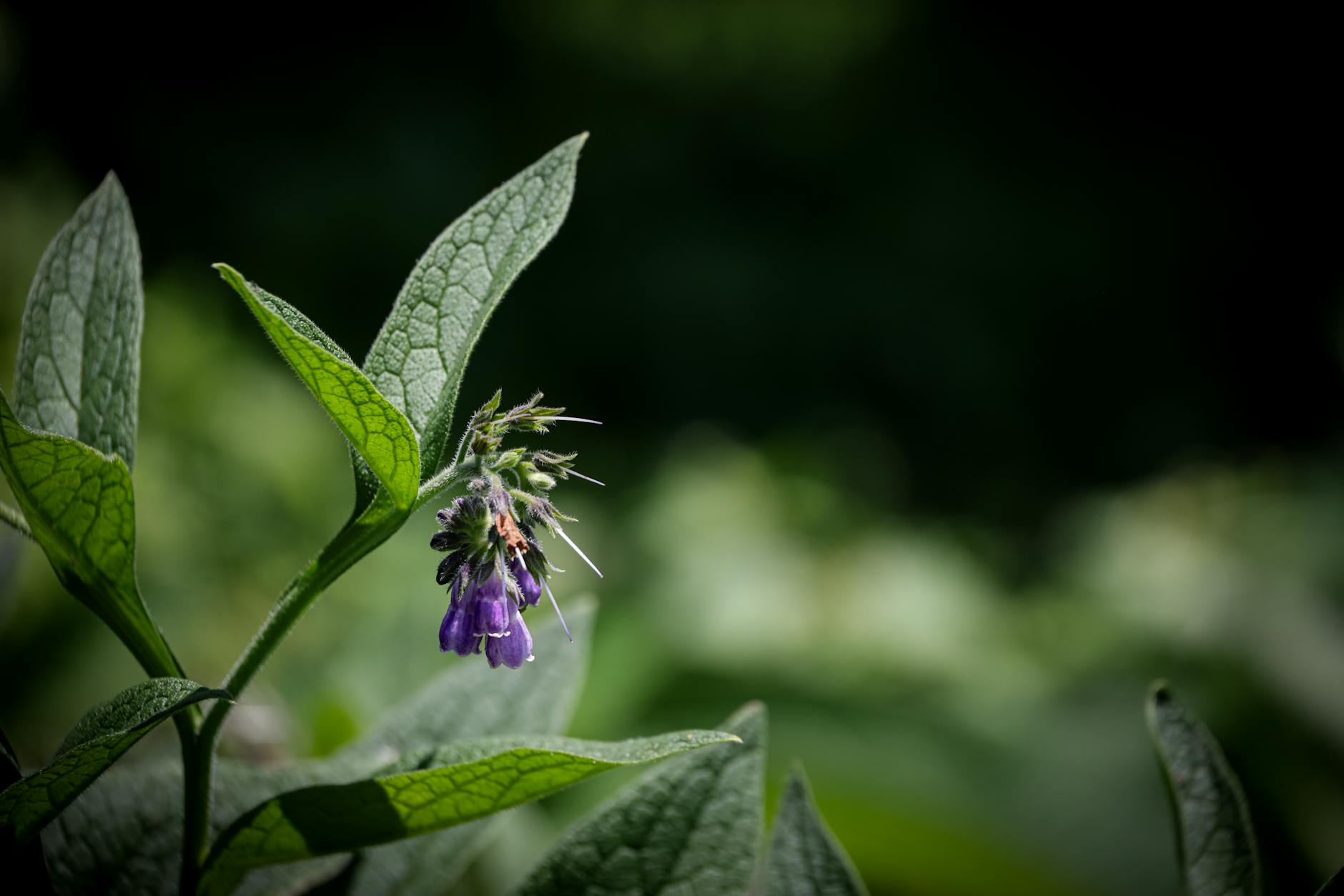 Comfrey plant