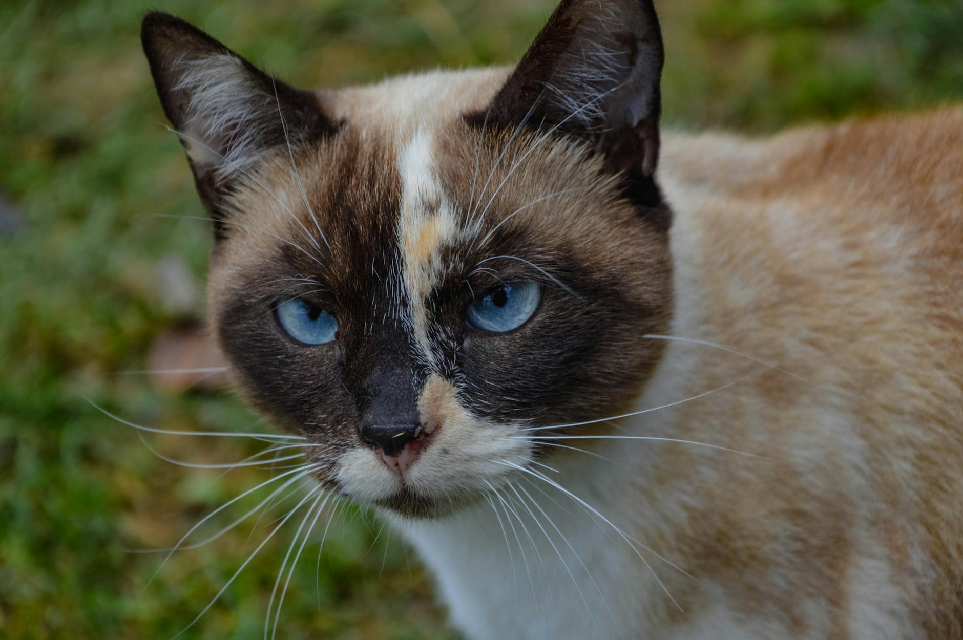 Siamese Cat Breed