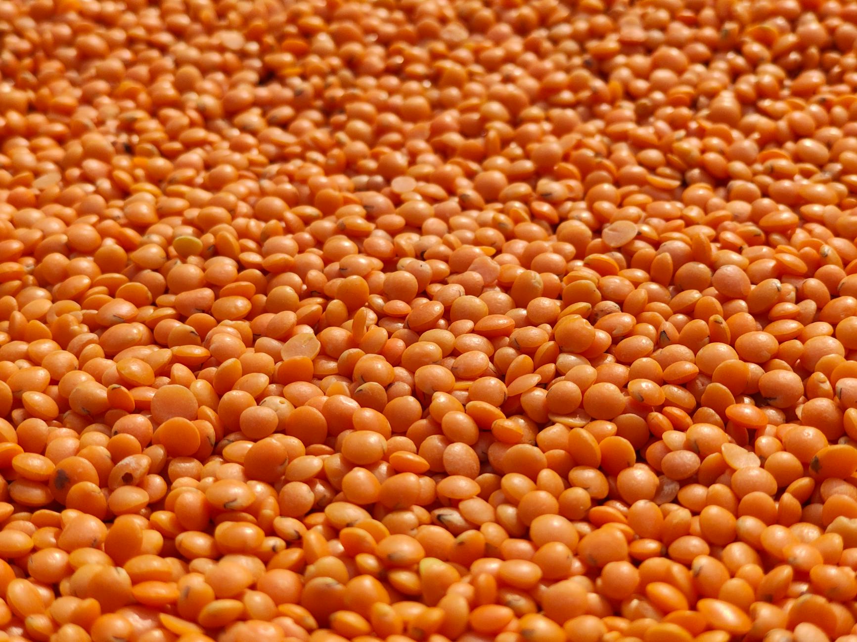 Lentils Food