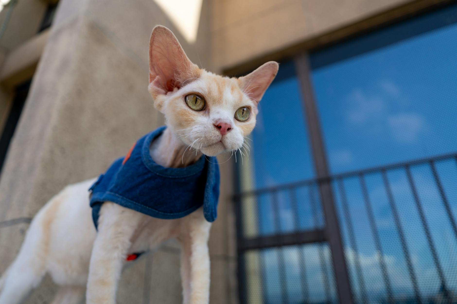 Devon Rex Cat Breed