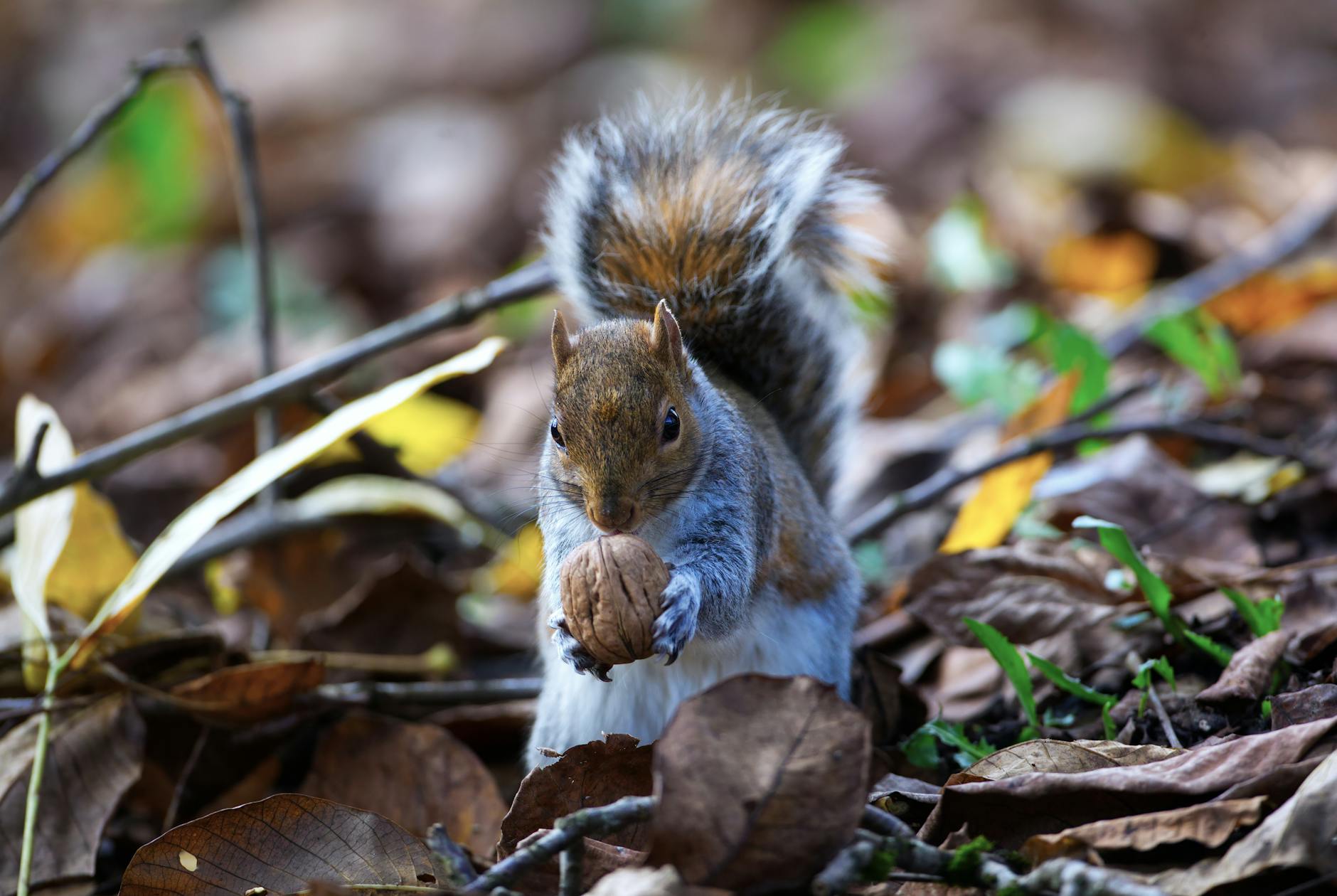 Grey Squirrel Animal