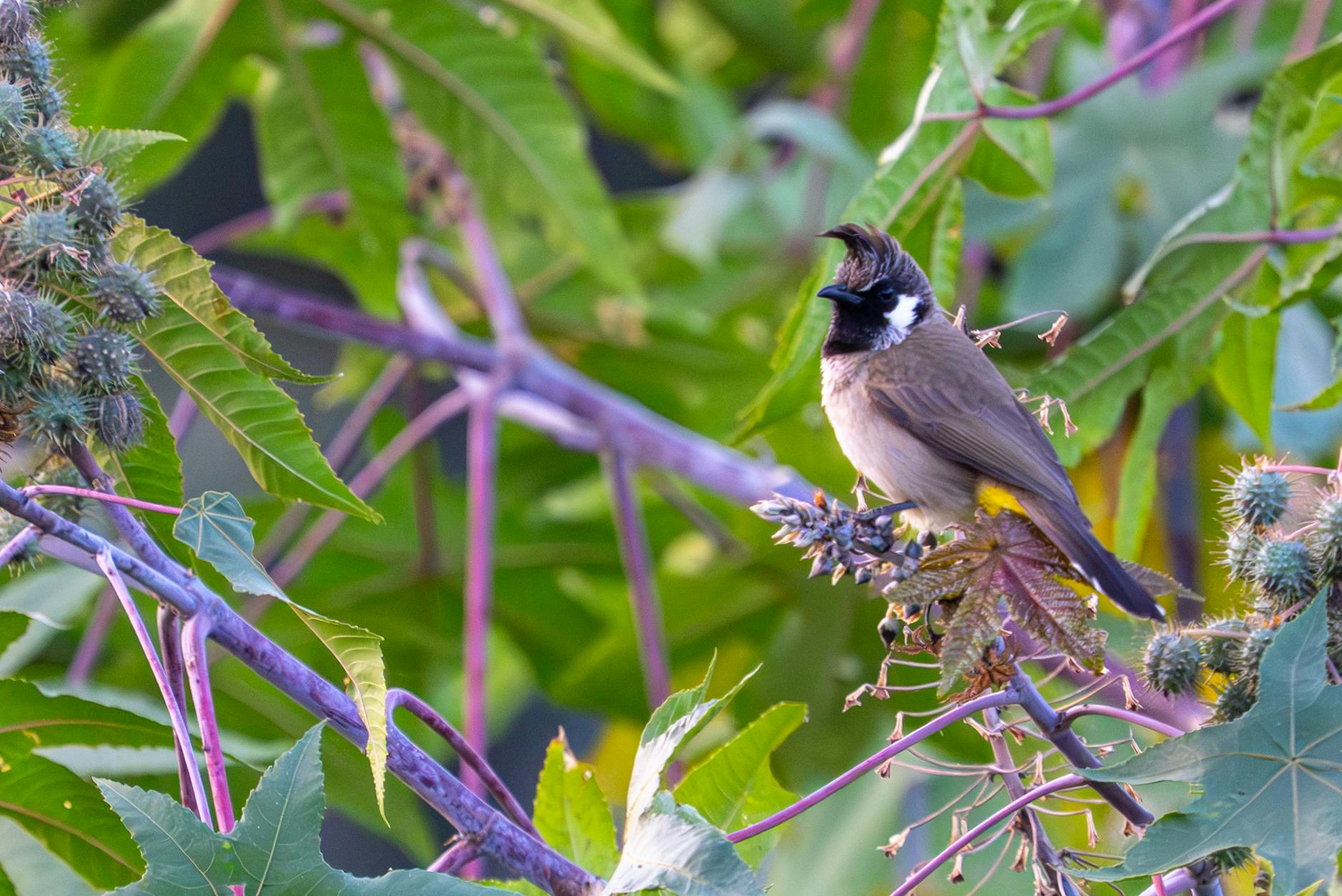 Castor Oil Compresses