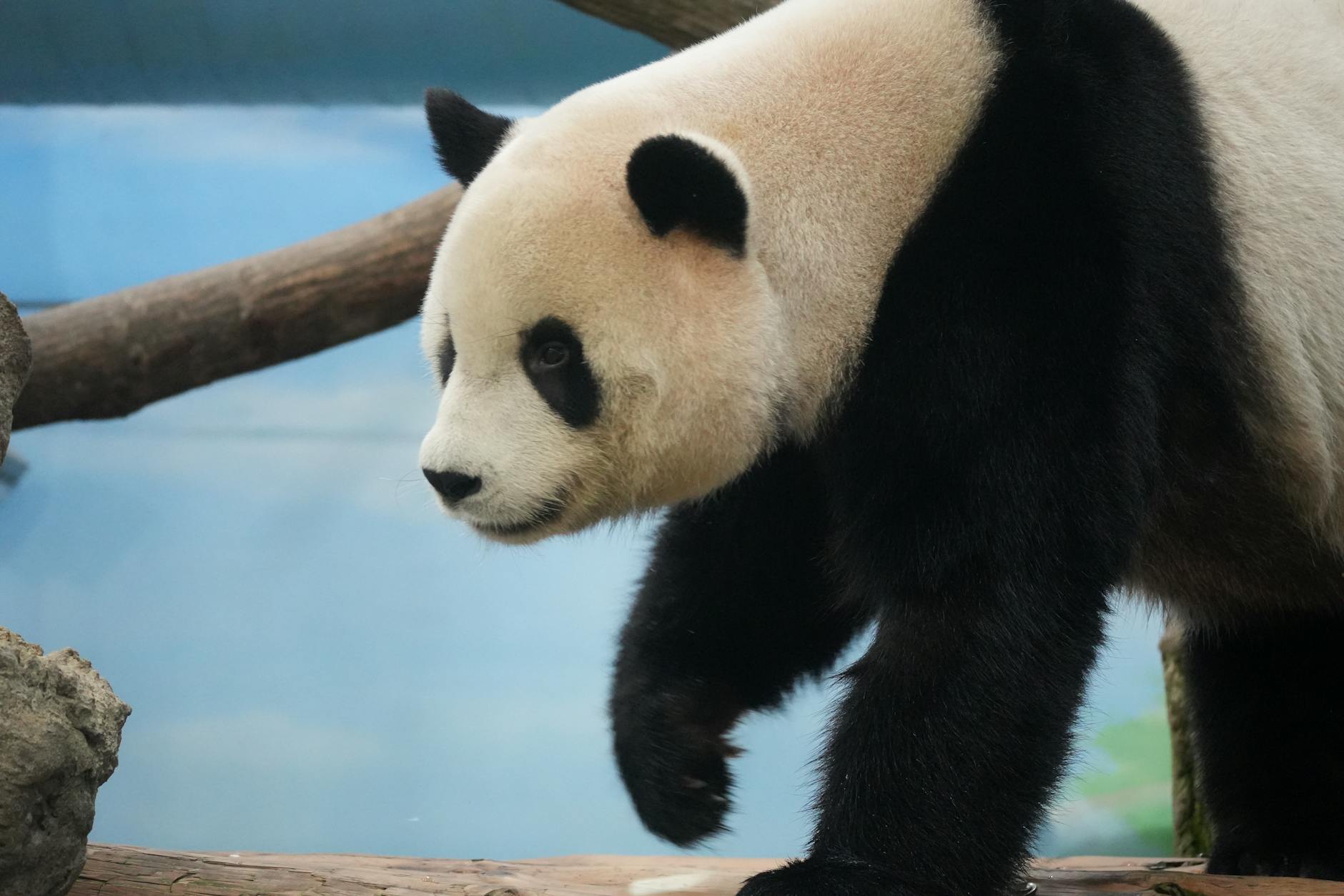 Giant Panda Animals
