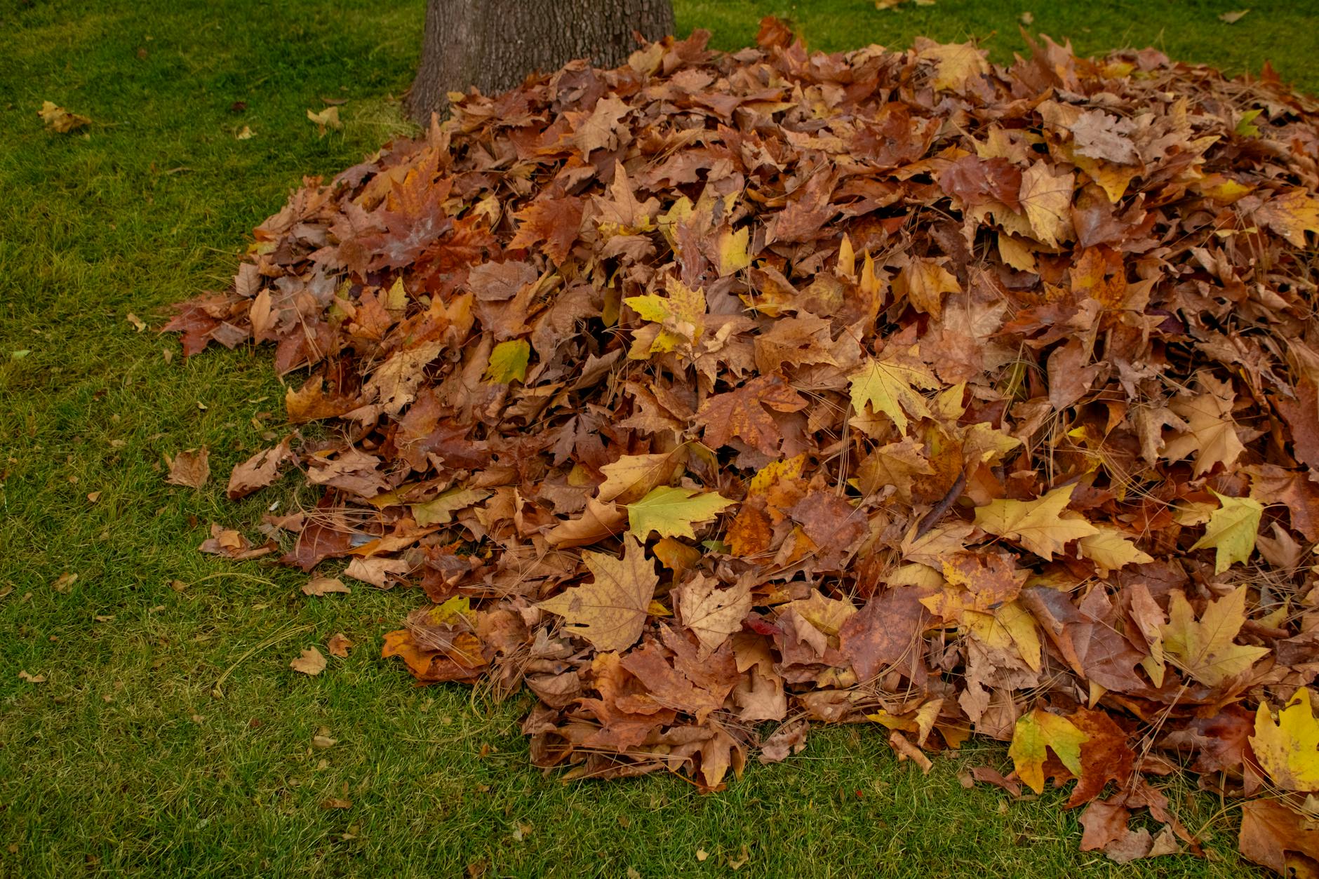 Leaf Piles