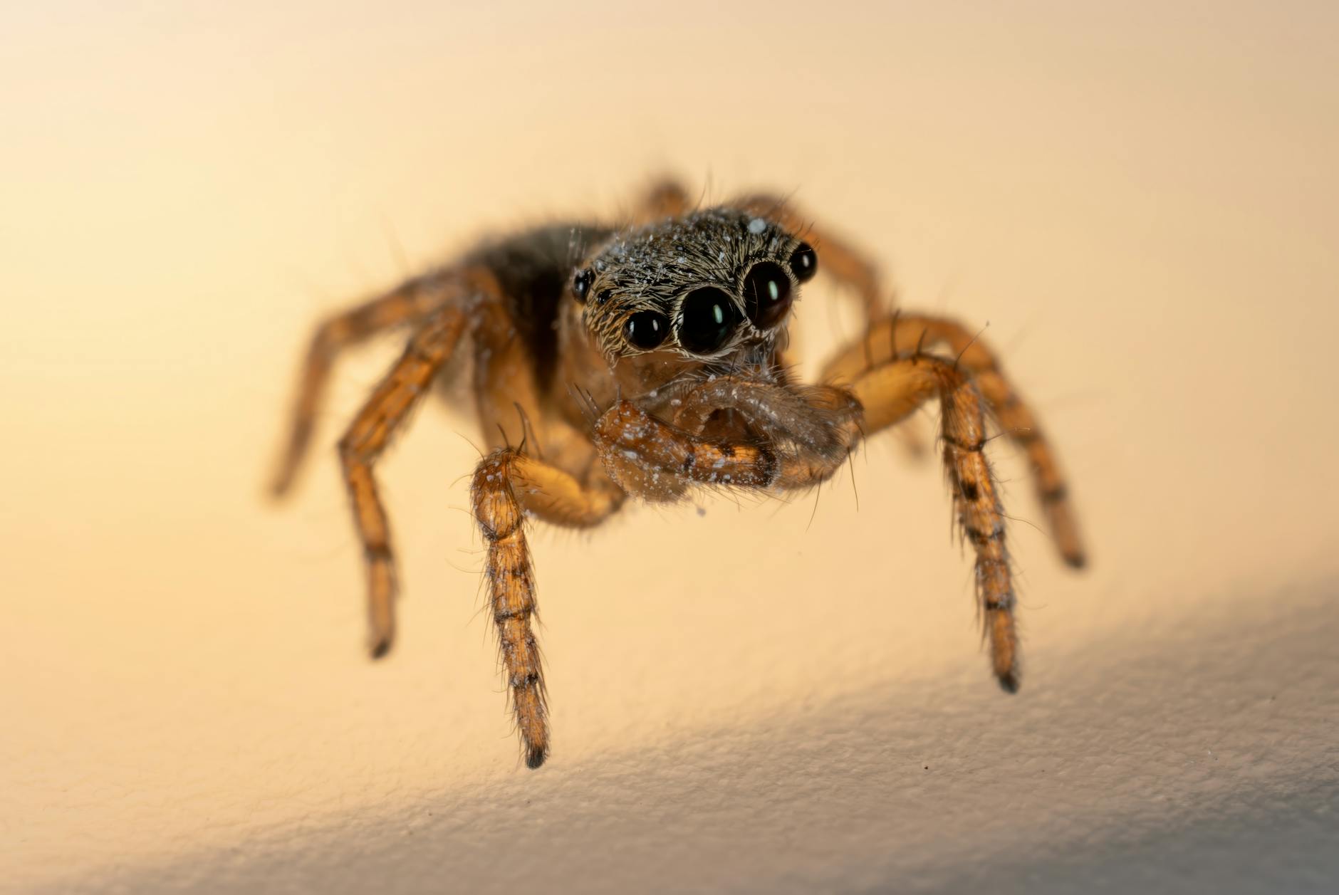 Portia Spider Animal