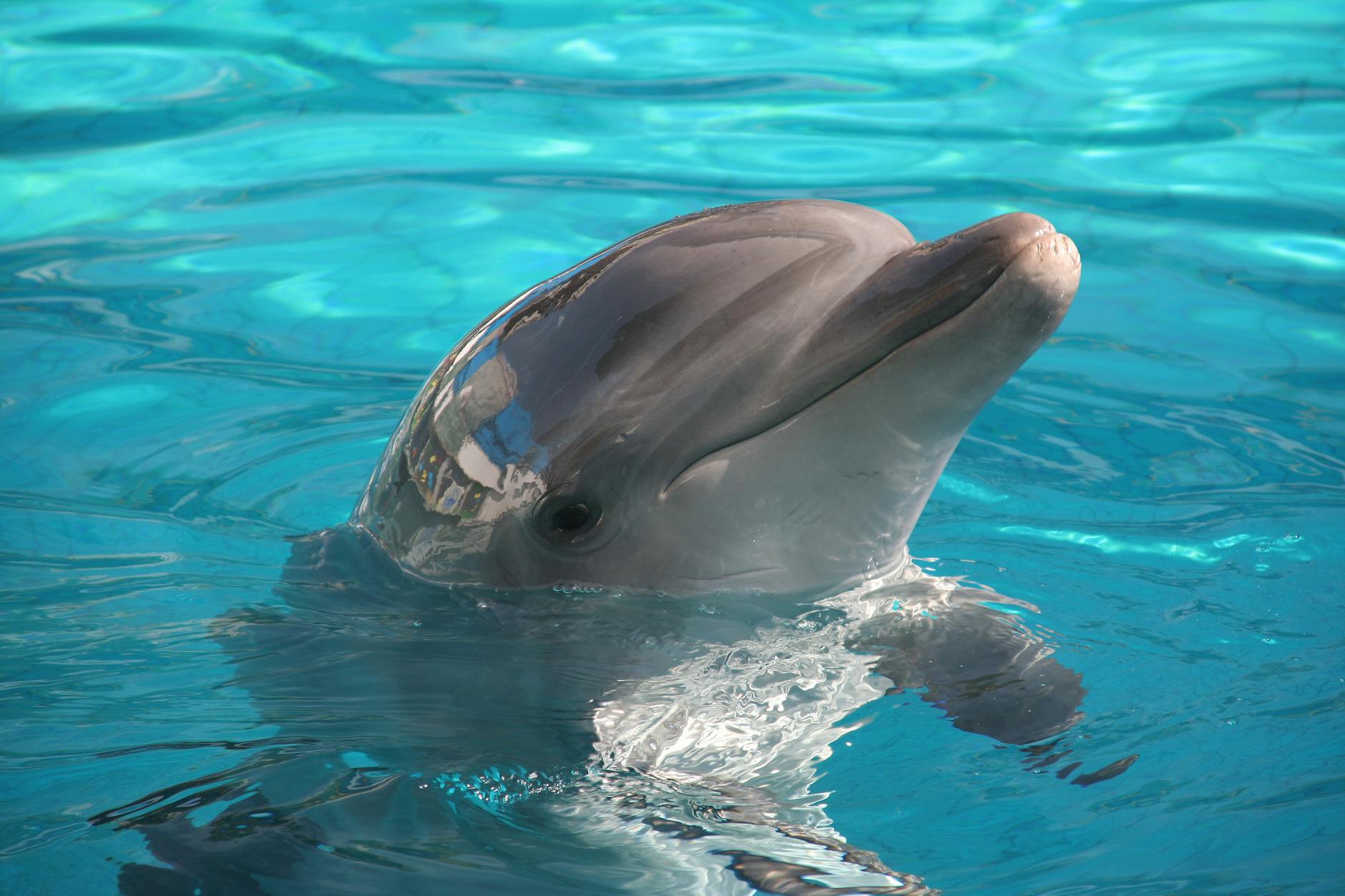 Bottlenose Dolphin Animal