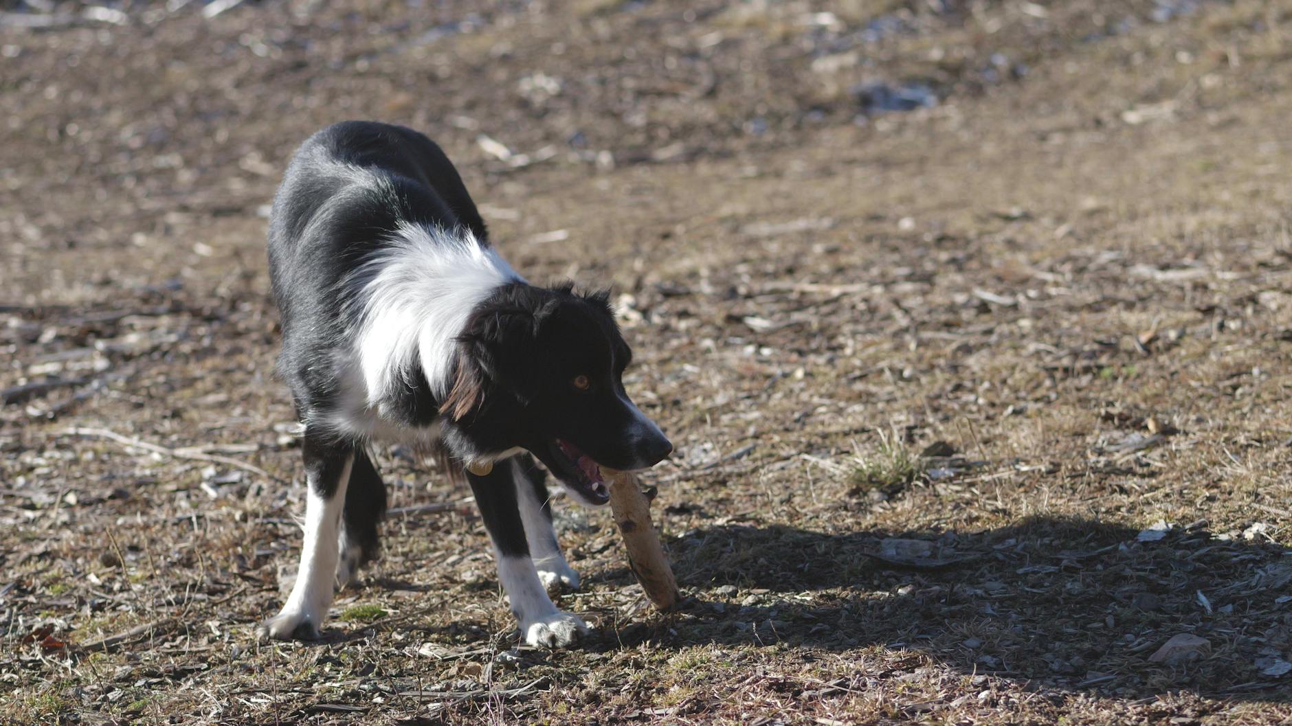 Boundary Setting Dog