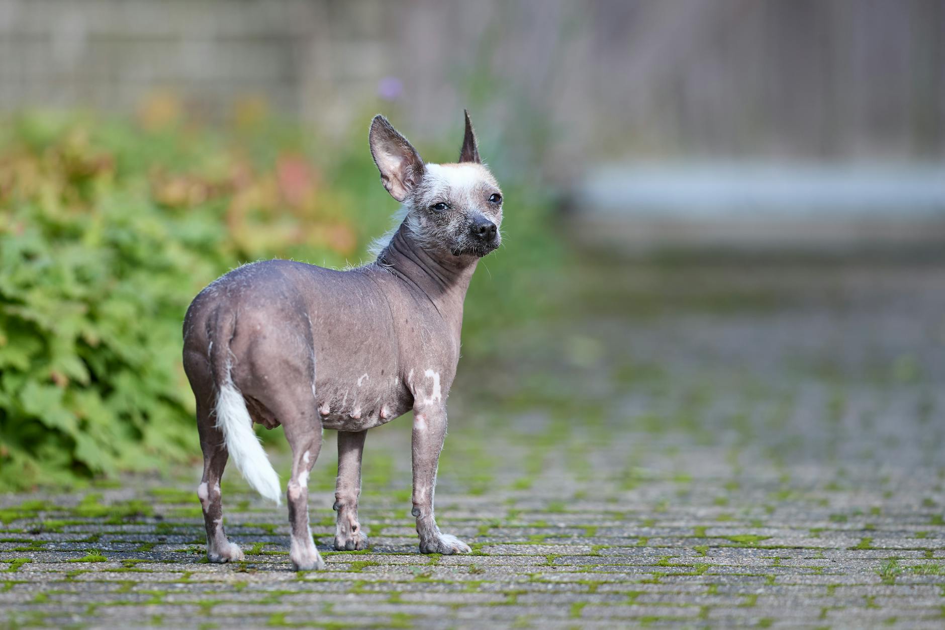 Peruvian Inca Orchid Dog Breed