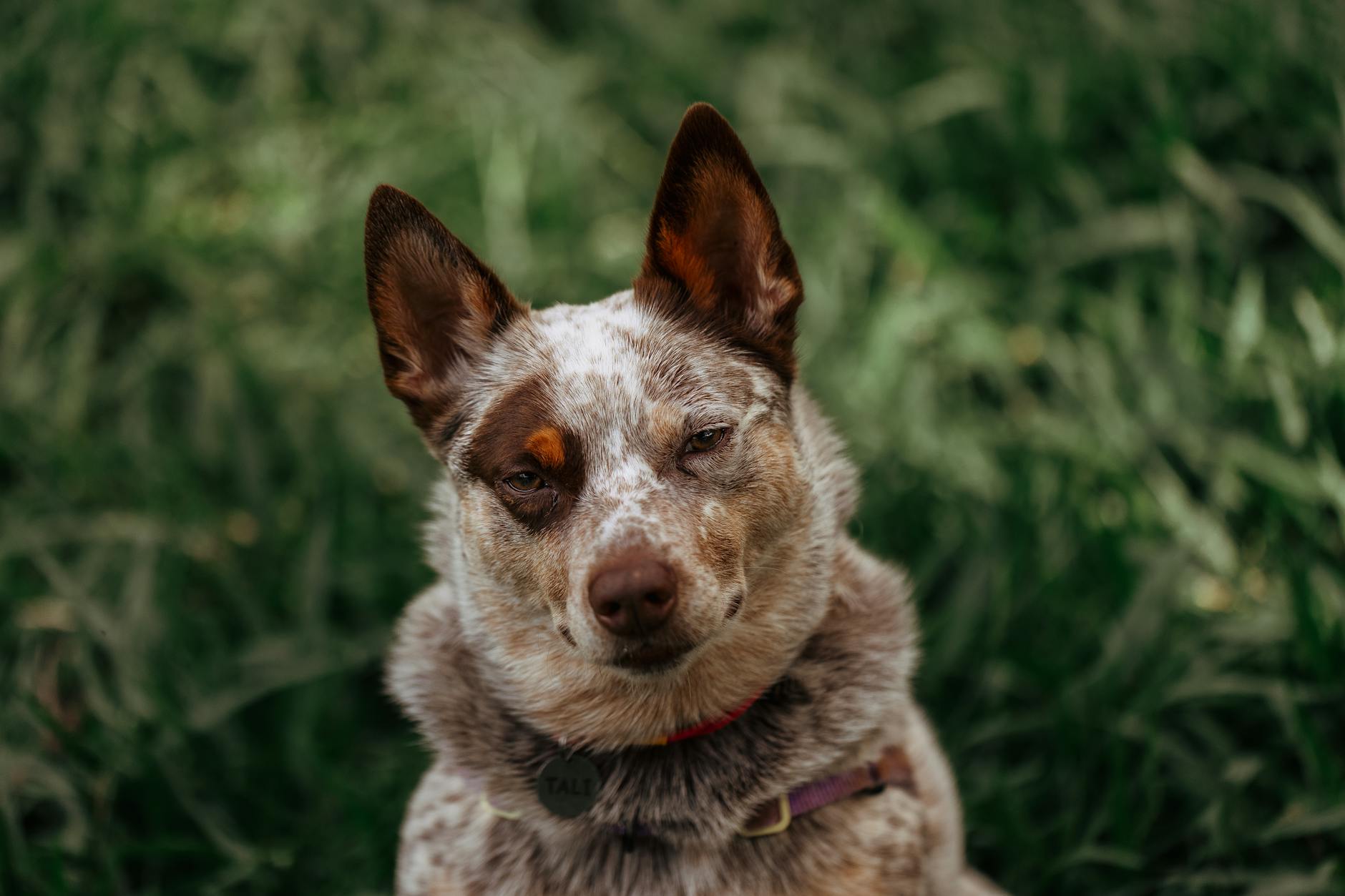 Australian Cattle Dog Dog Breed