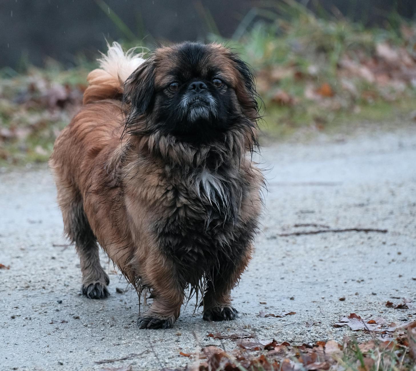 Pekingese Dog Breed