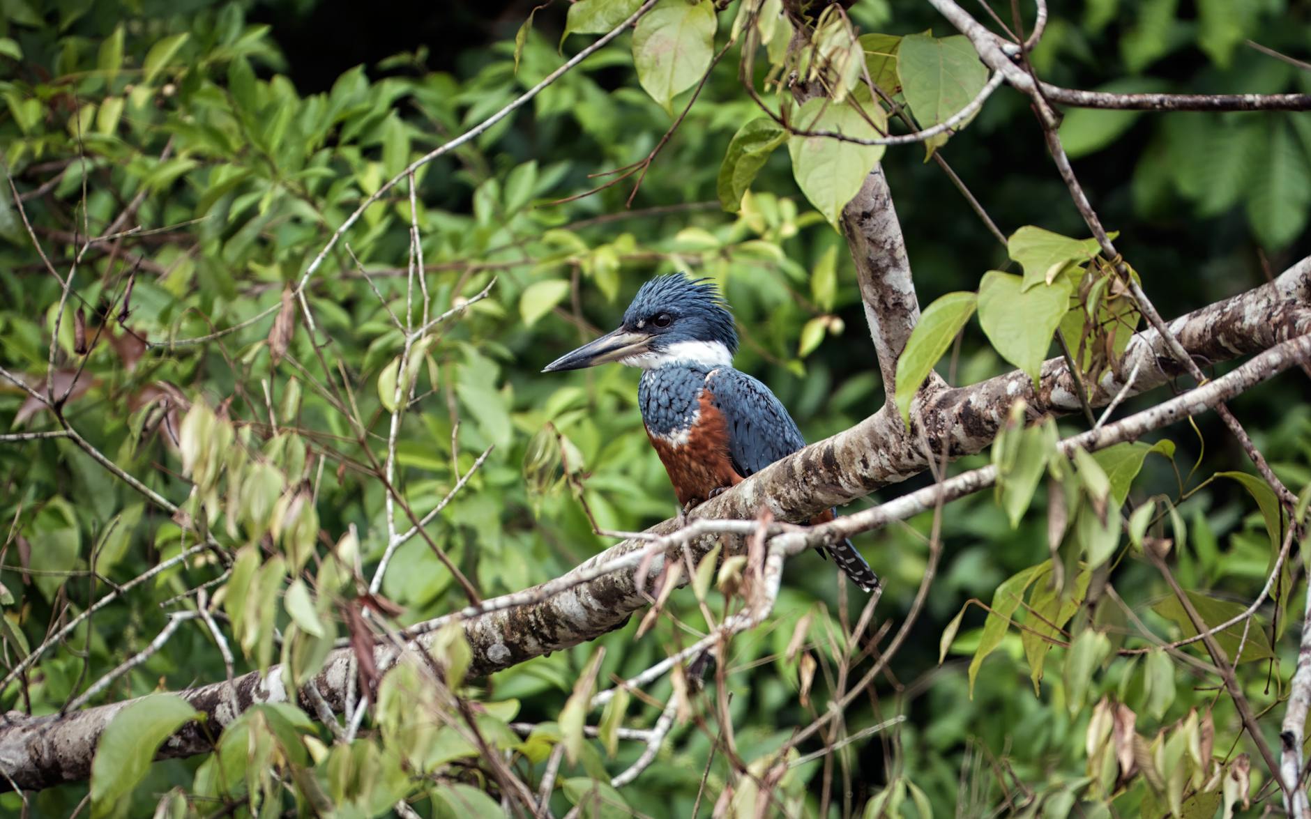 Caño Cristales Place