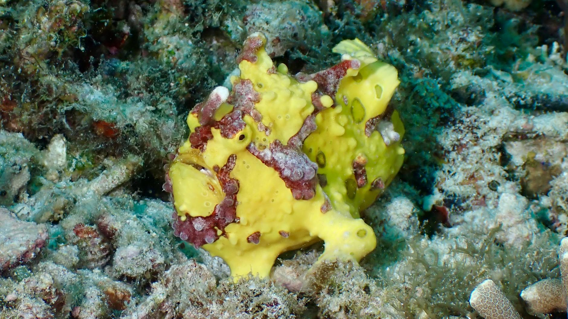 Frogfish Animal