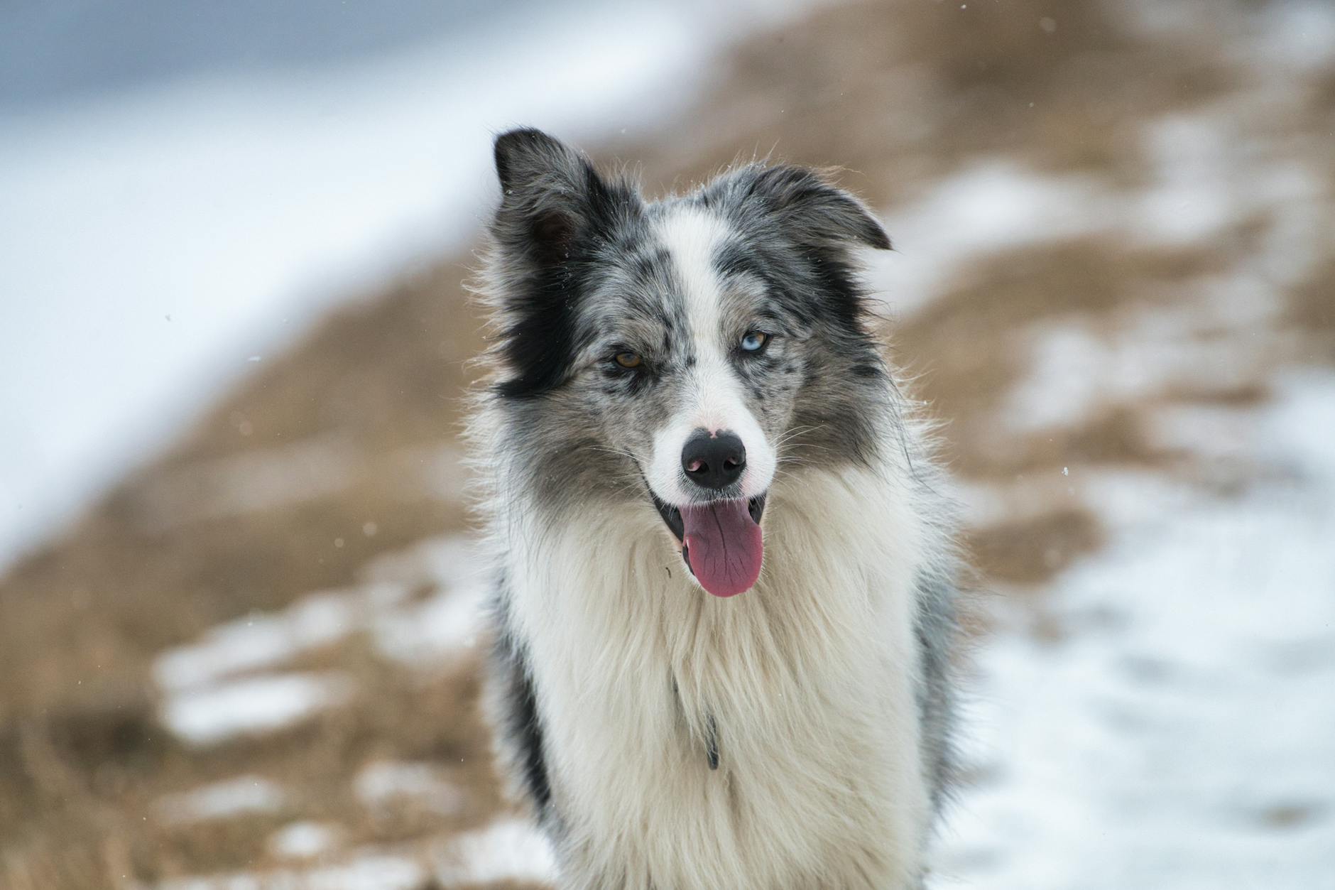 Collie Dog Breed