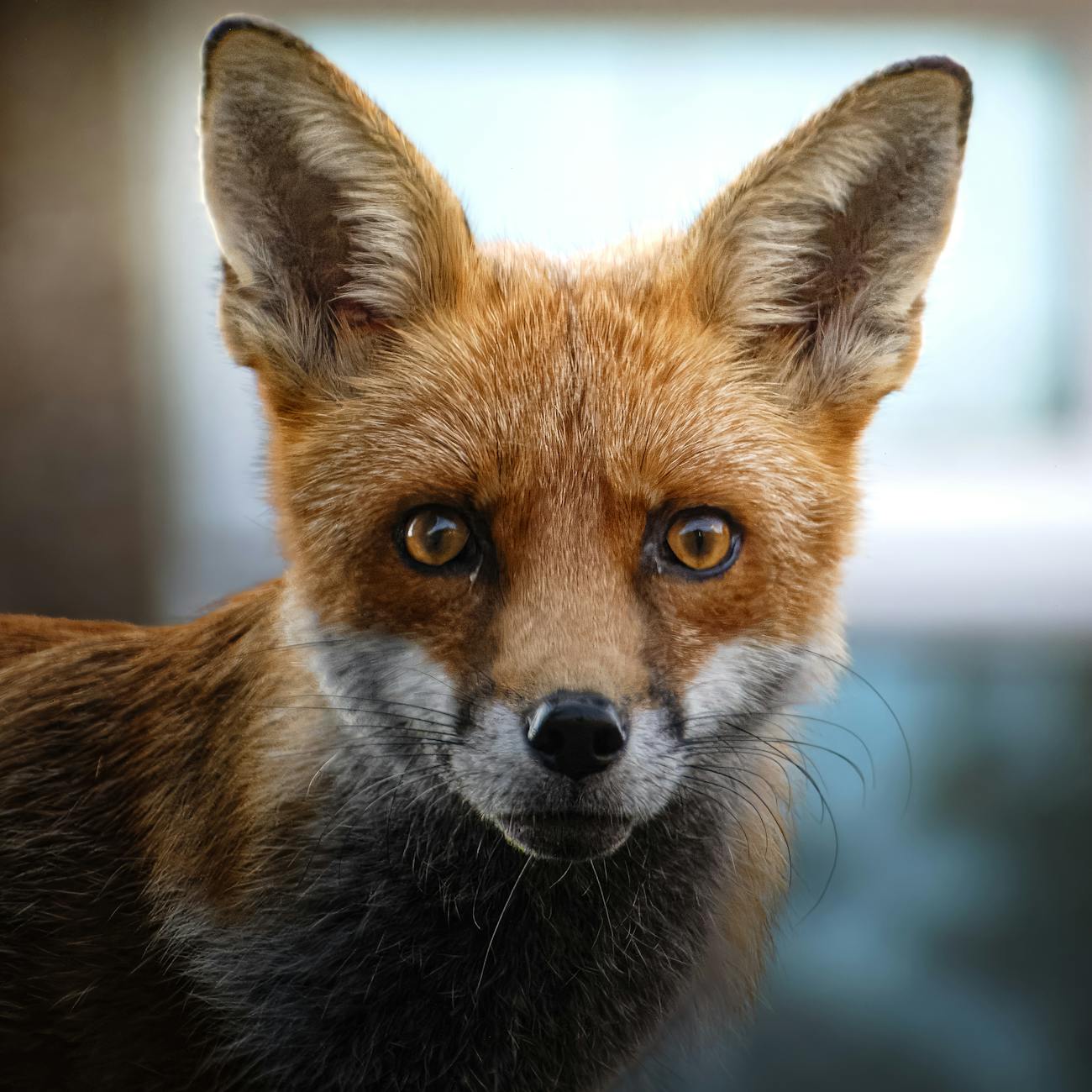 Red Fox Animal