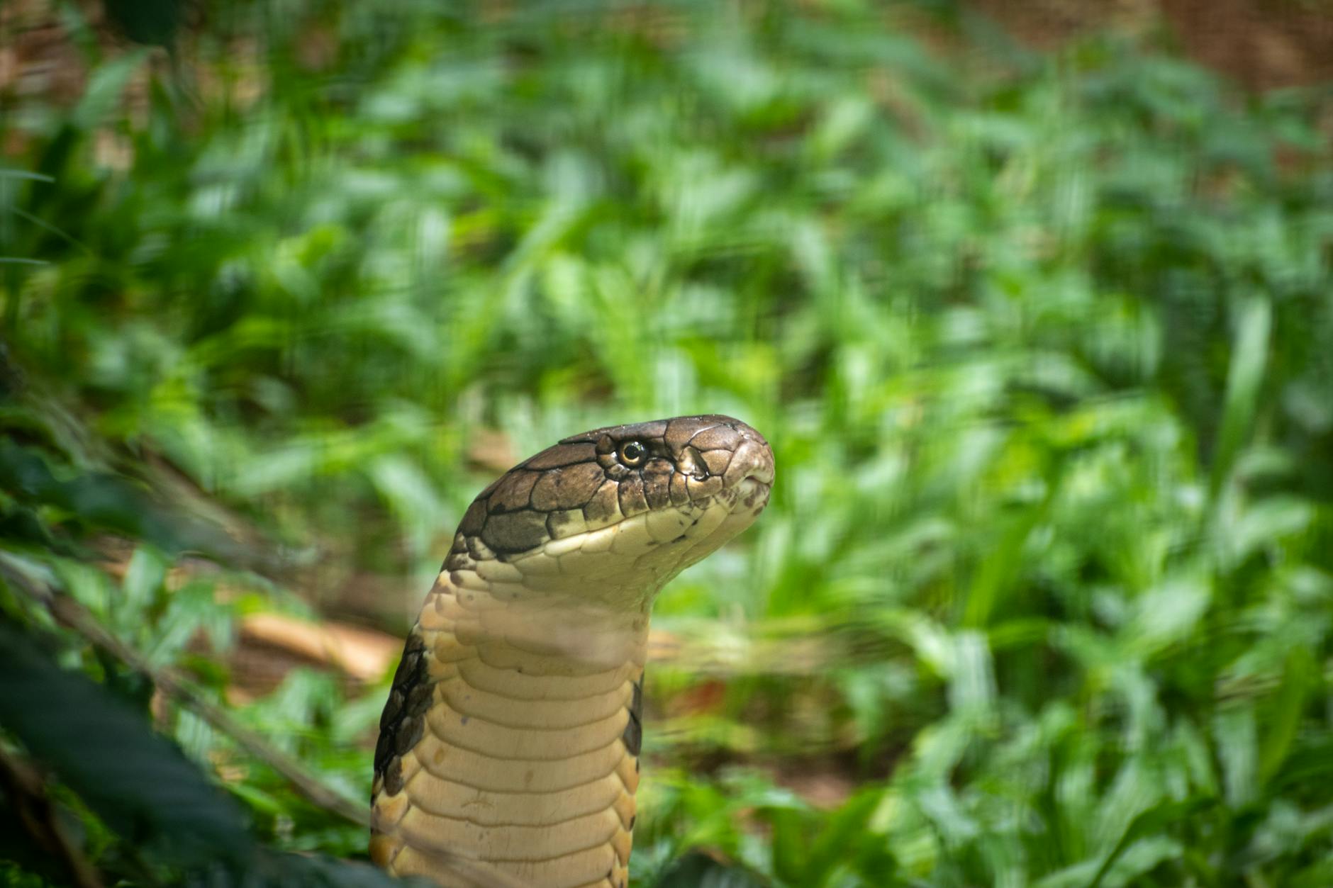 Cape Cobra Animal
