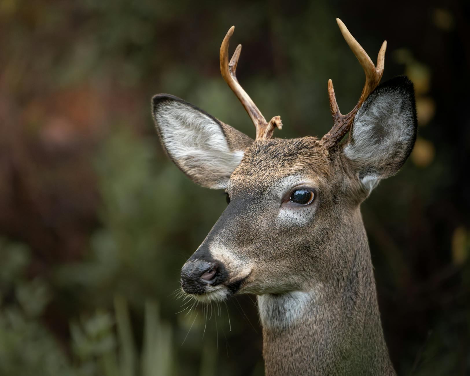 White-Tailed Deer Animal