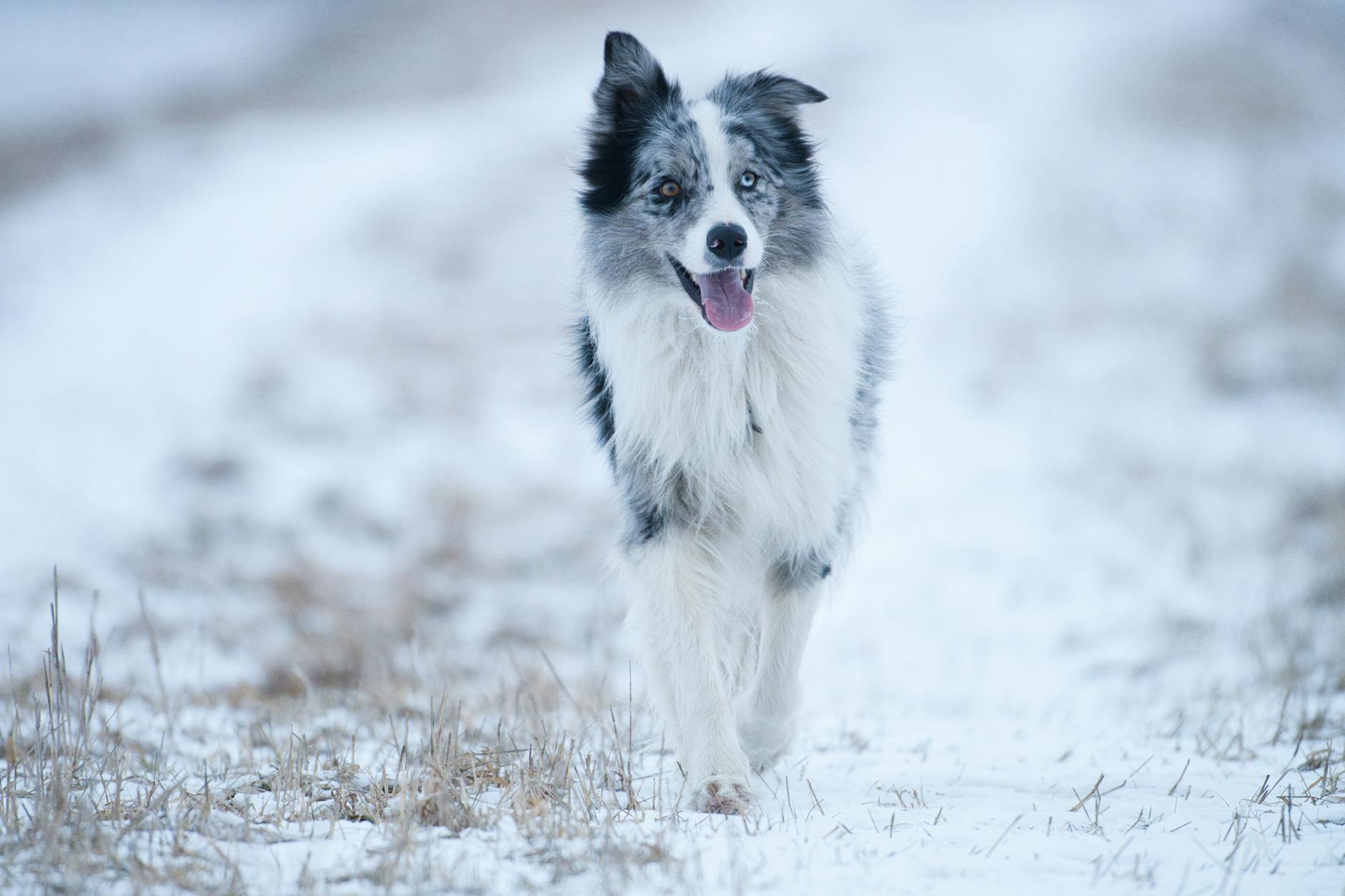 Border Collie Dog