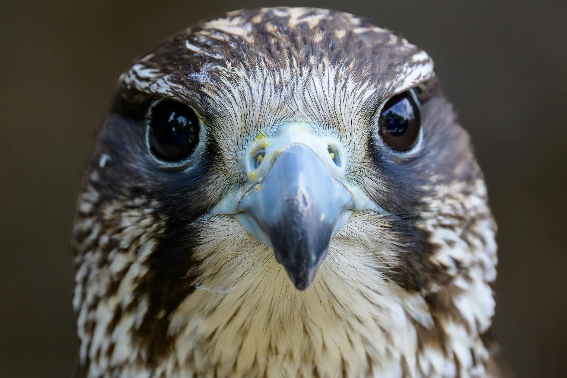 Peregrine Falcon Predator