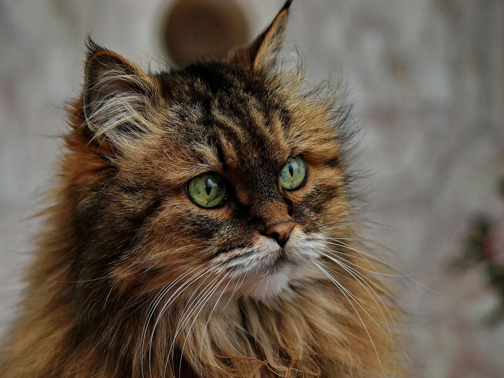 Maine Coon Dog