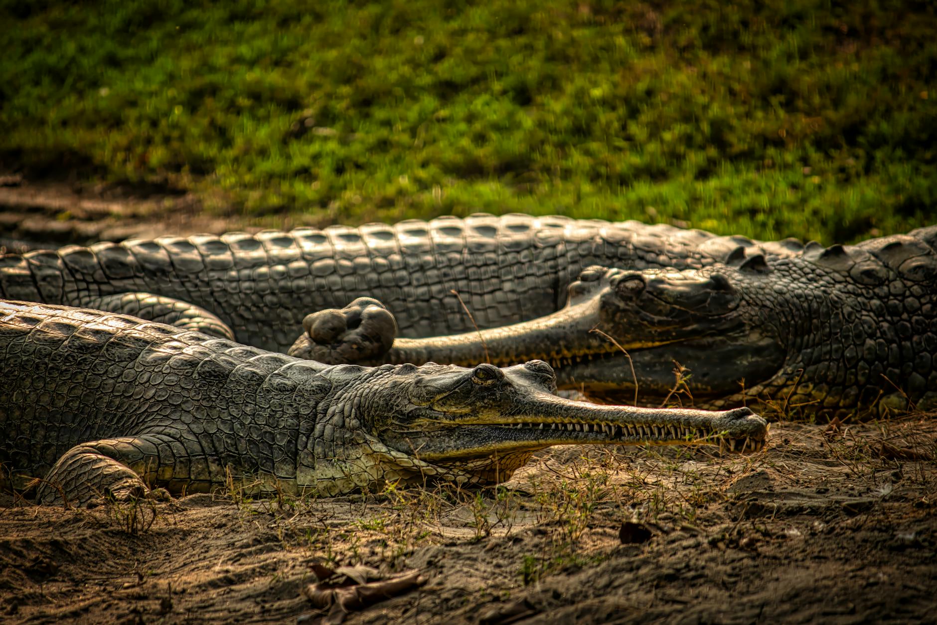 Gharial Animal
