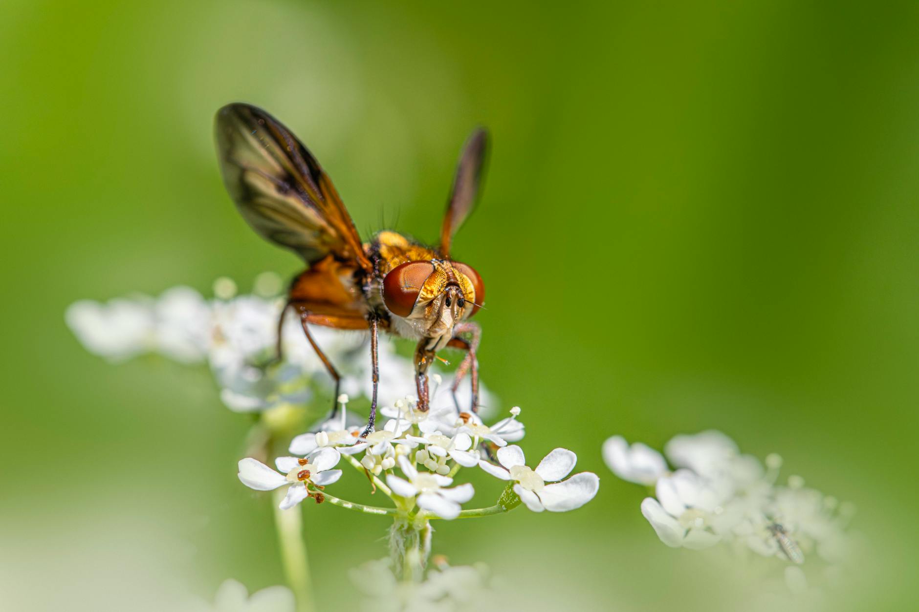 Sand Flies And Insects