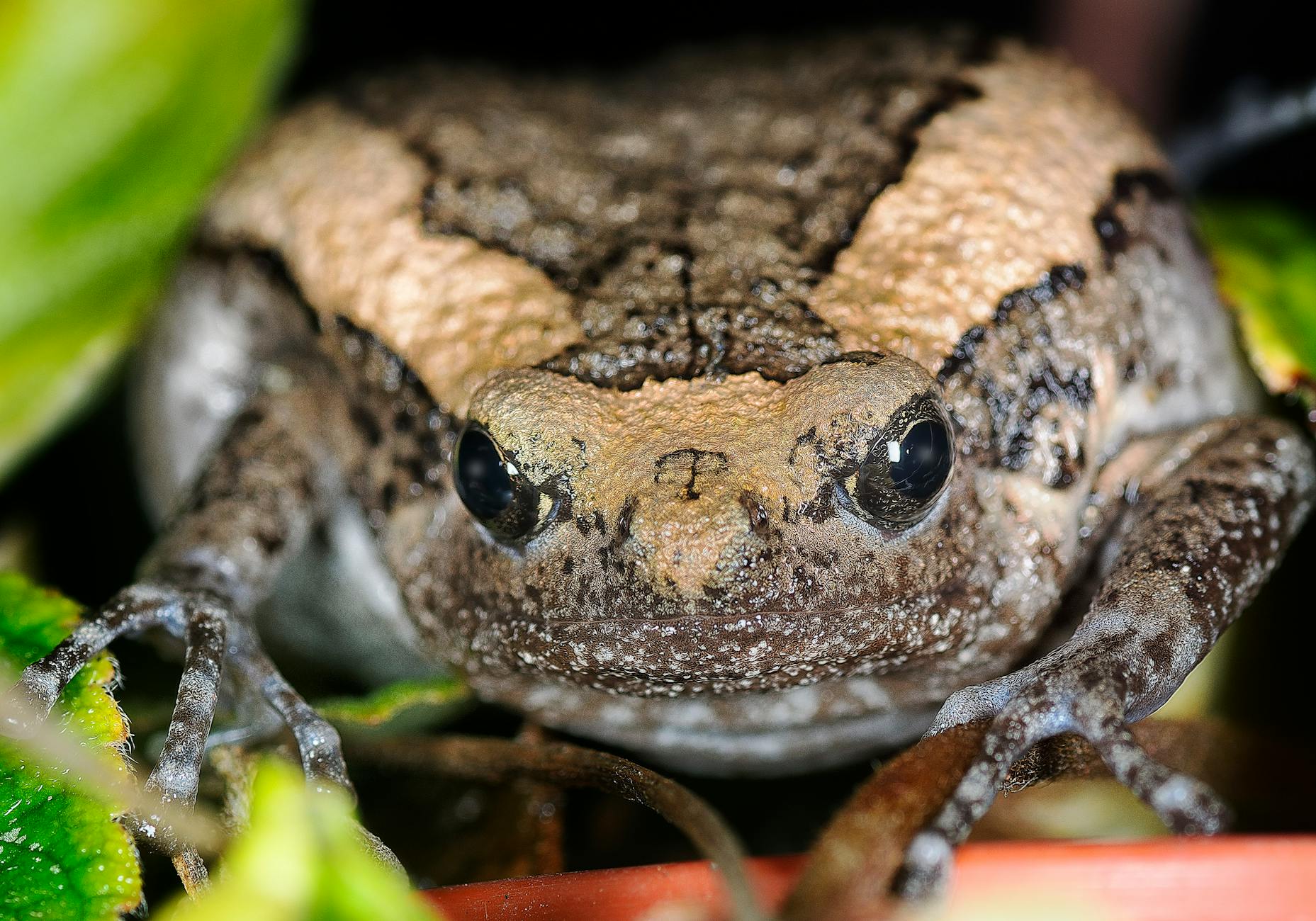 Goliath frog