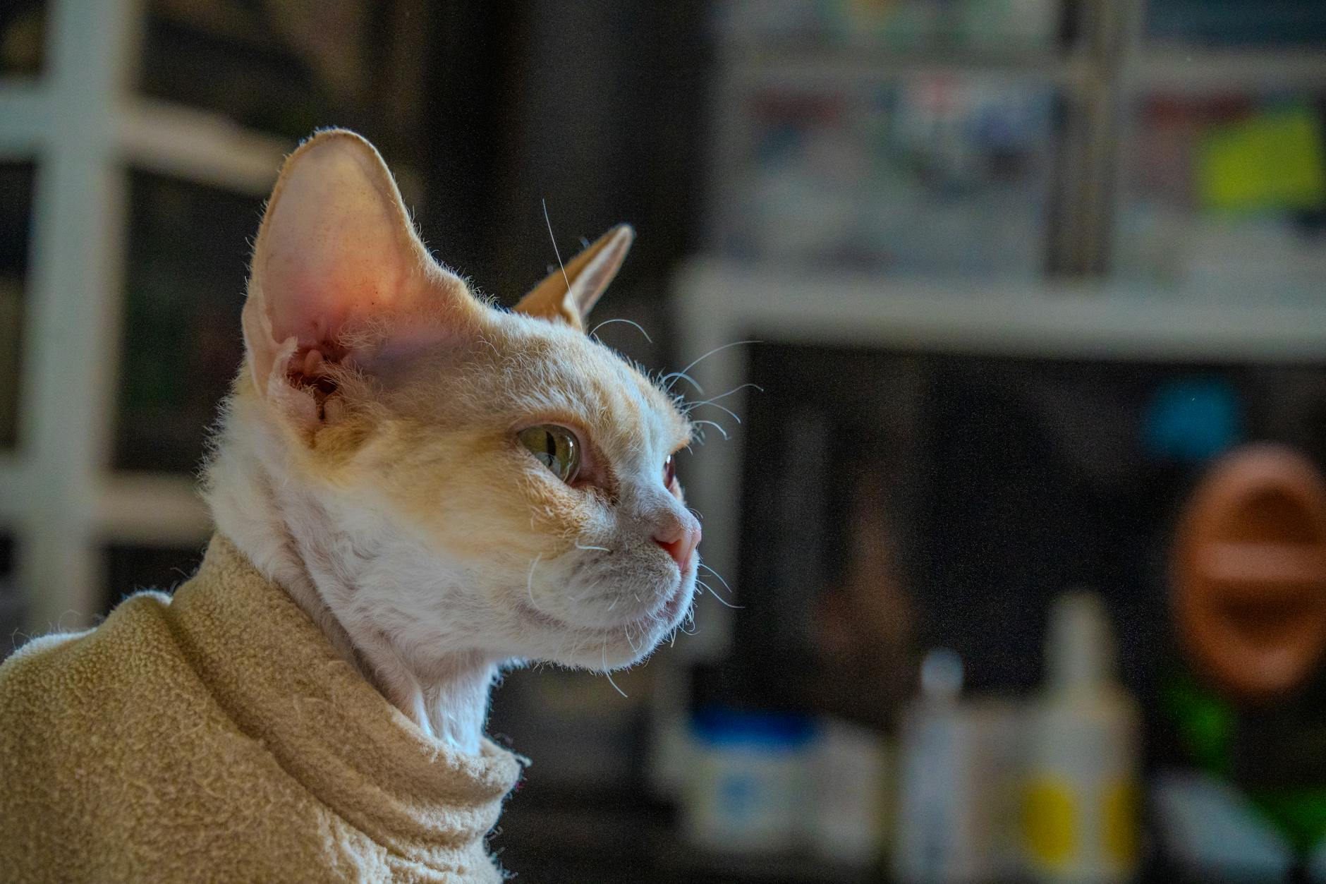 Selkirk Rex Cat Breed