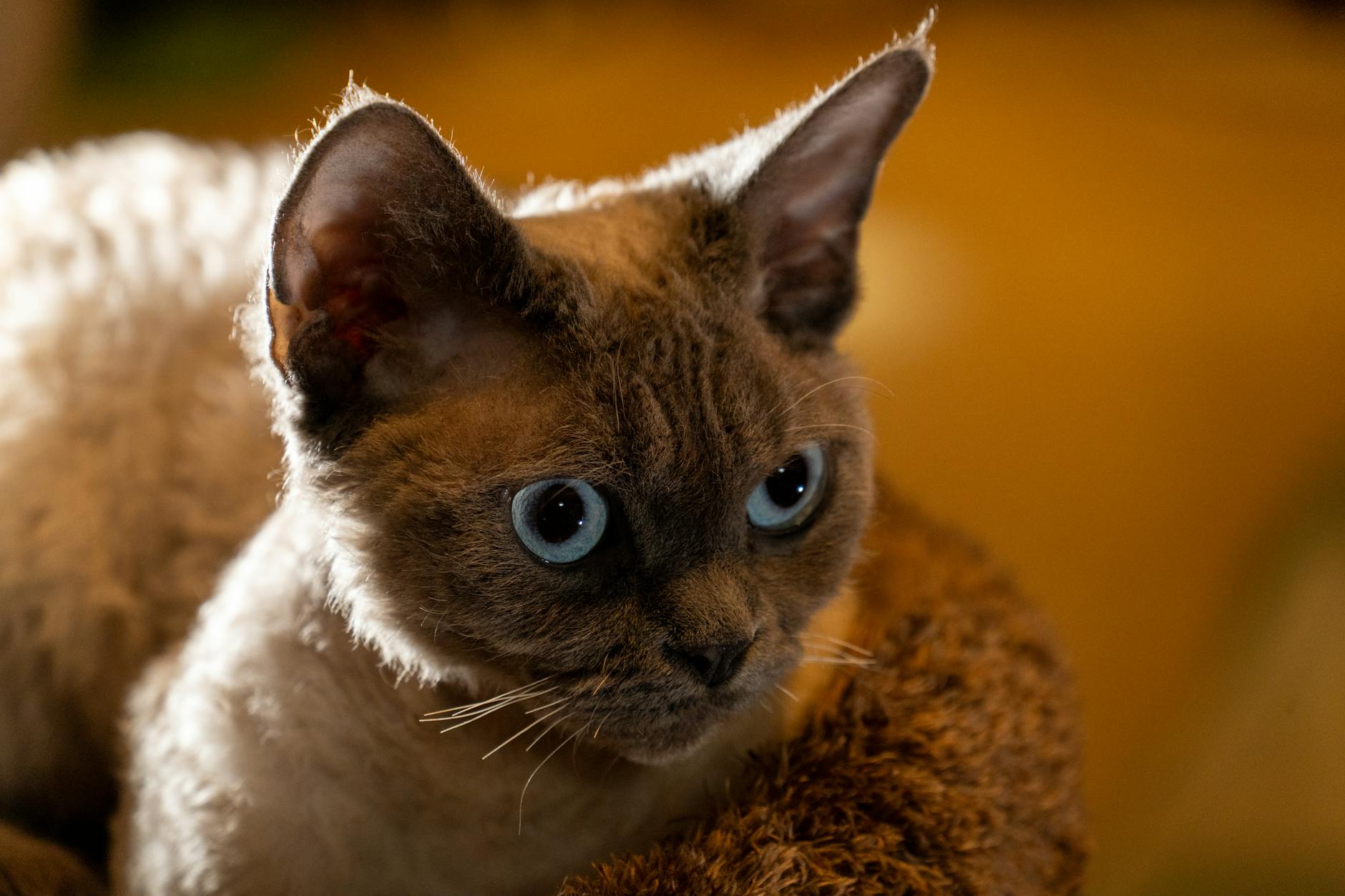 Selkirk Rex Cat Breed