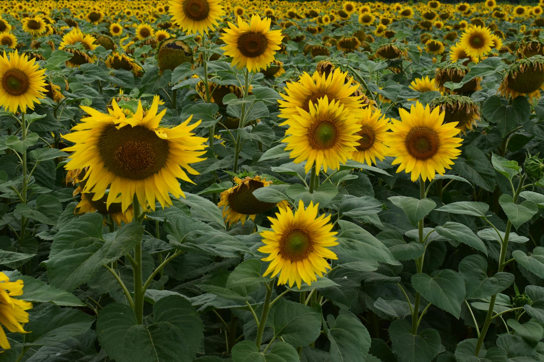 Sunflowers Garden
