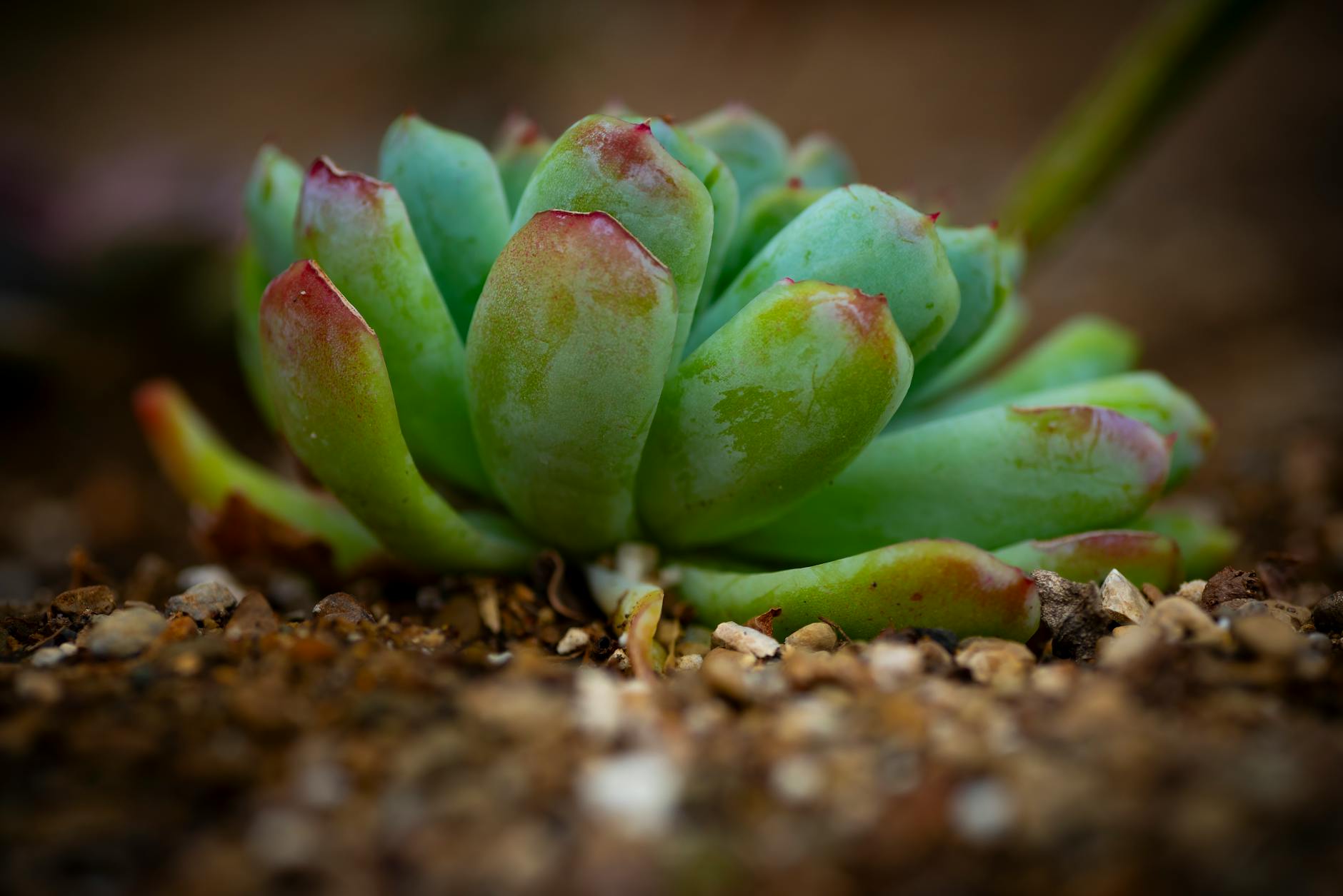 Blue Echeveria Plant