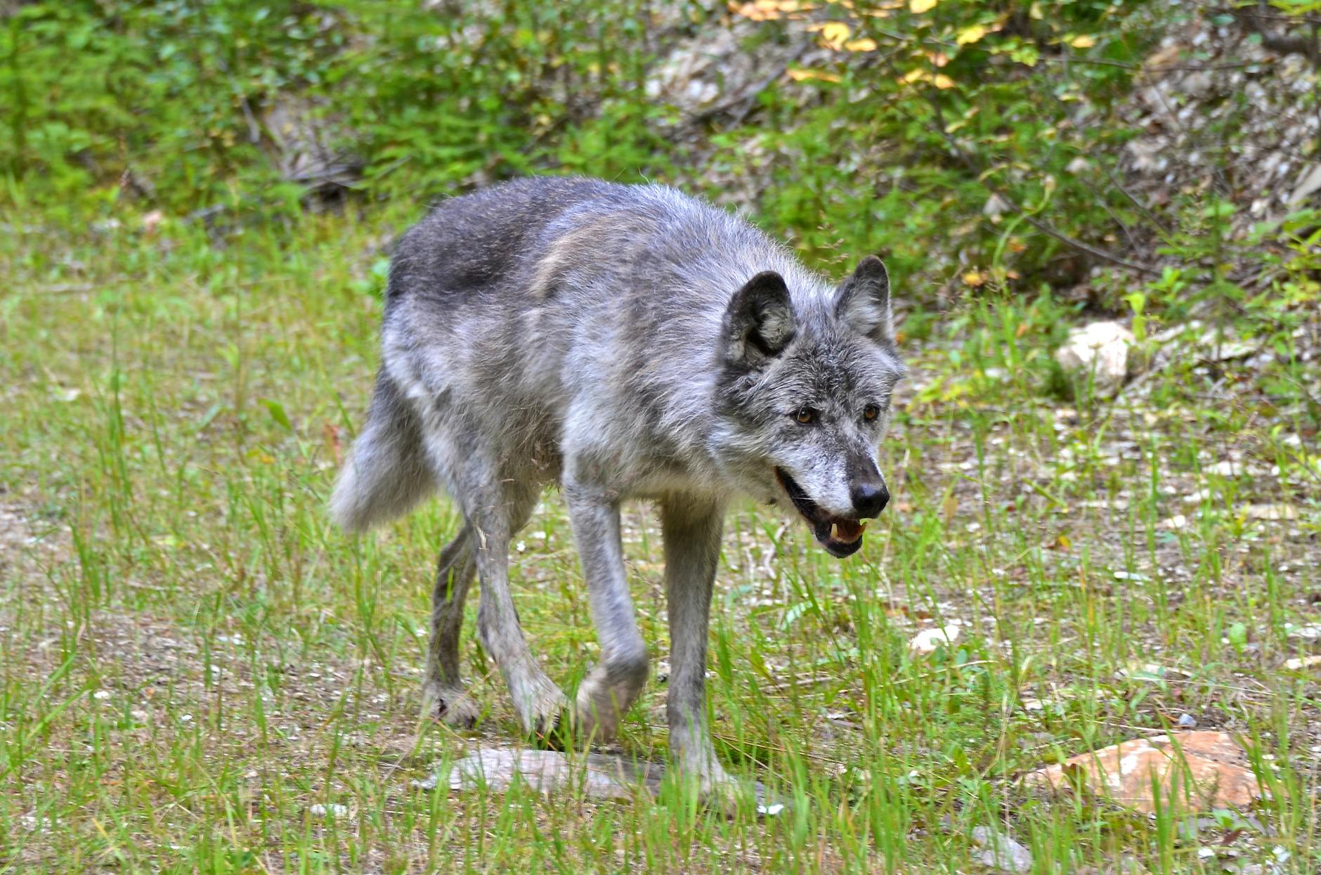Gray Wolf Animal