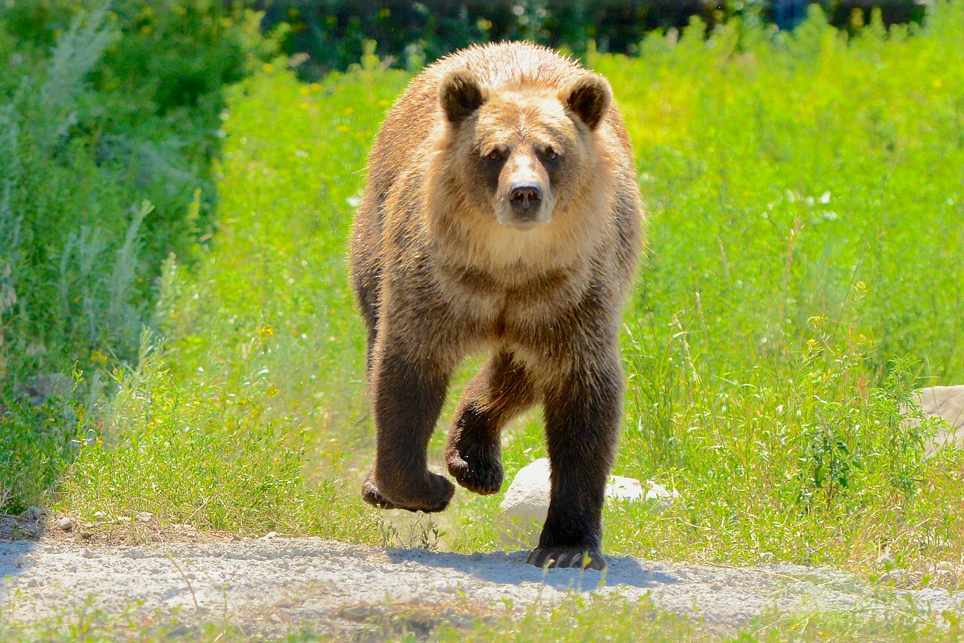 Grizzly Bear Animals
