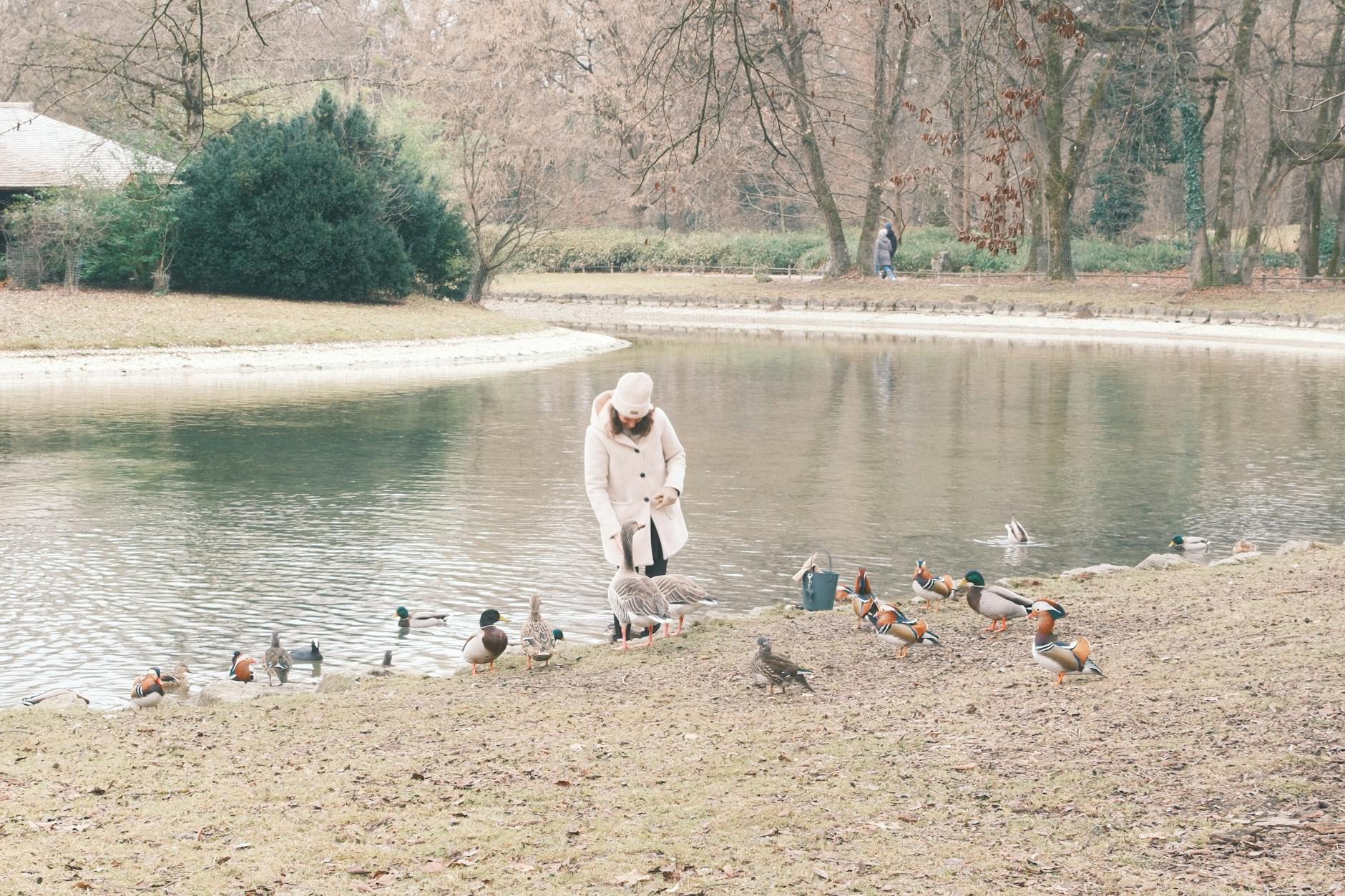 Feeding Wildlife In Park