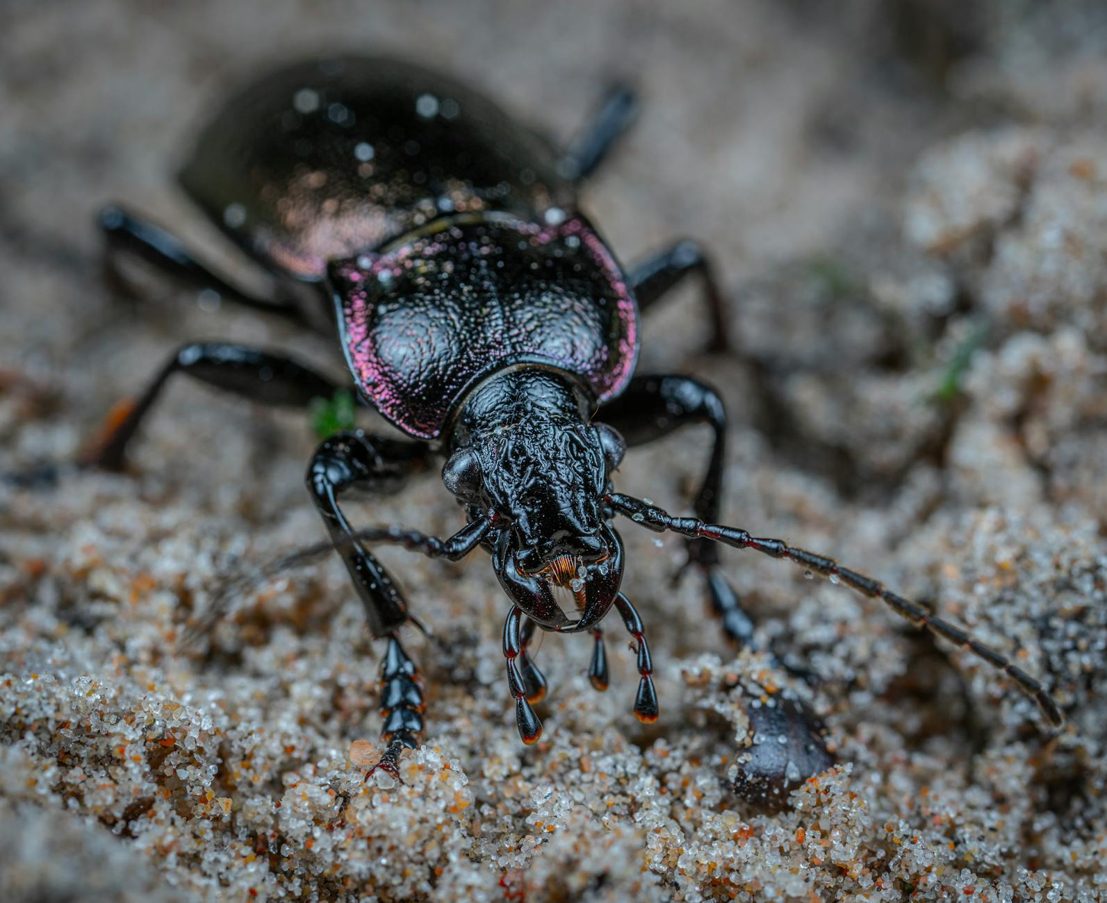 Ground Beetle Animal