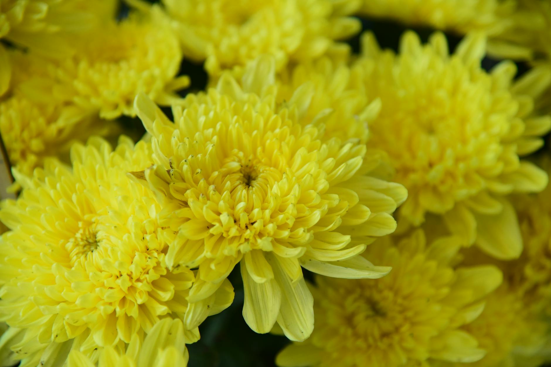 Chrysanthemums Garden