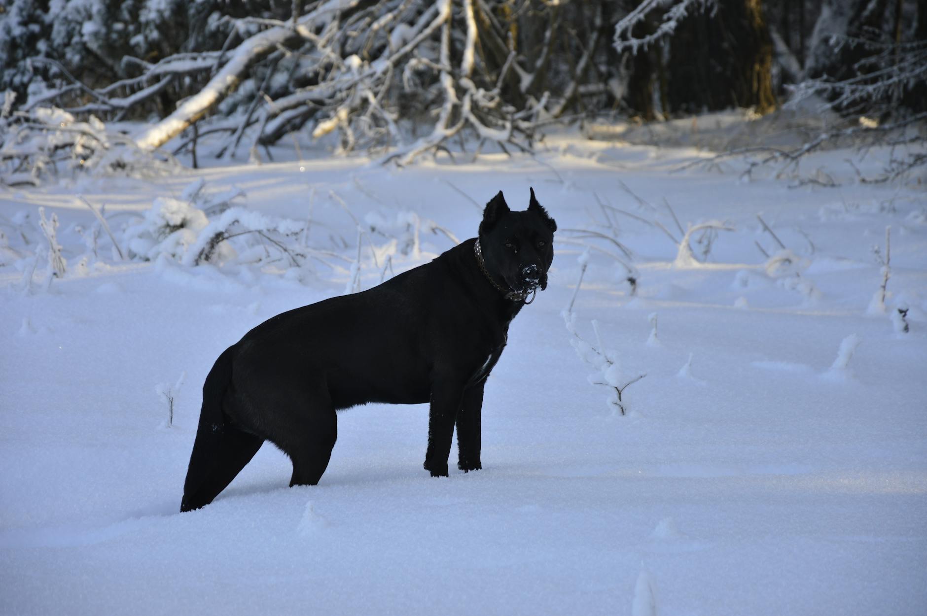 Cane Corso Dog Breed