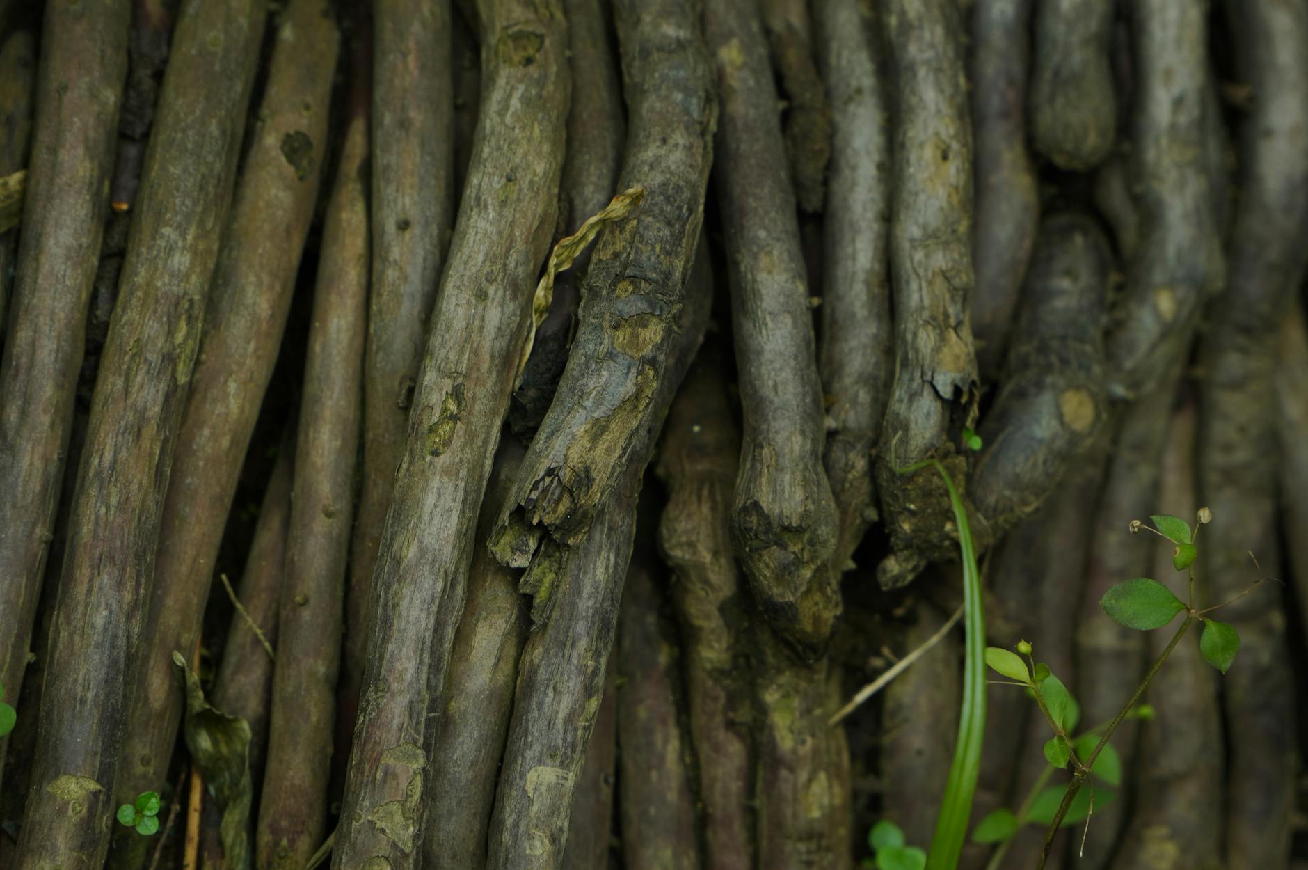 Licorice root