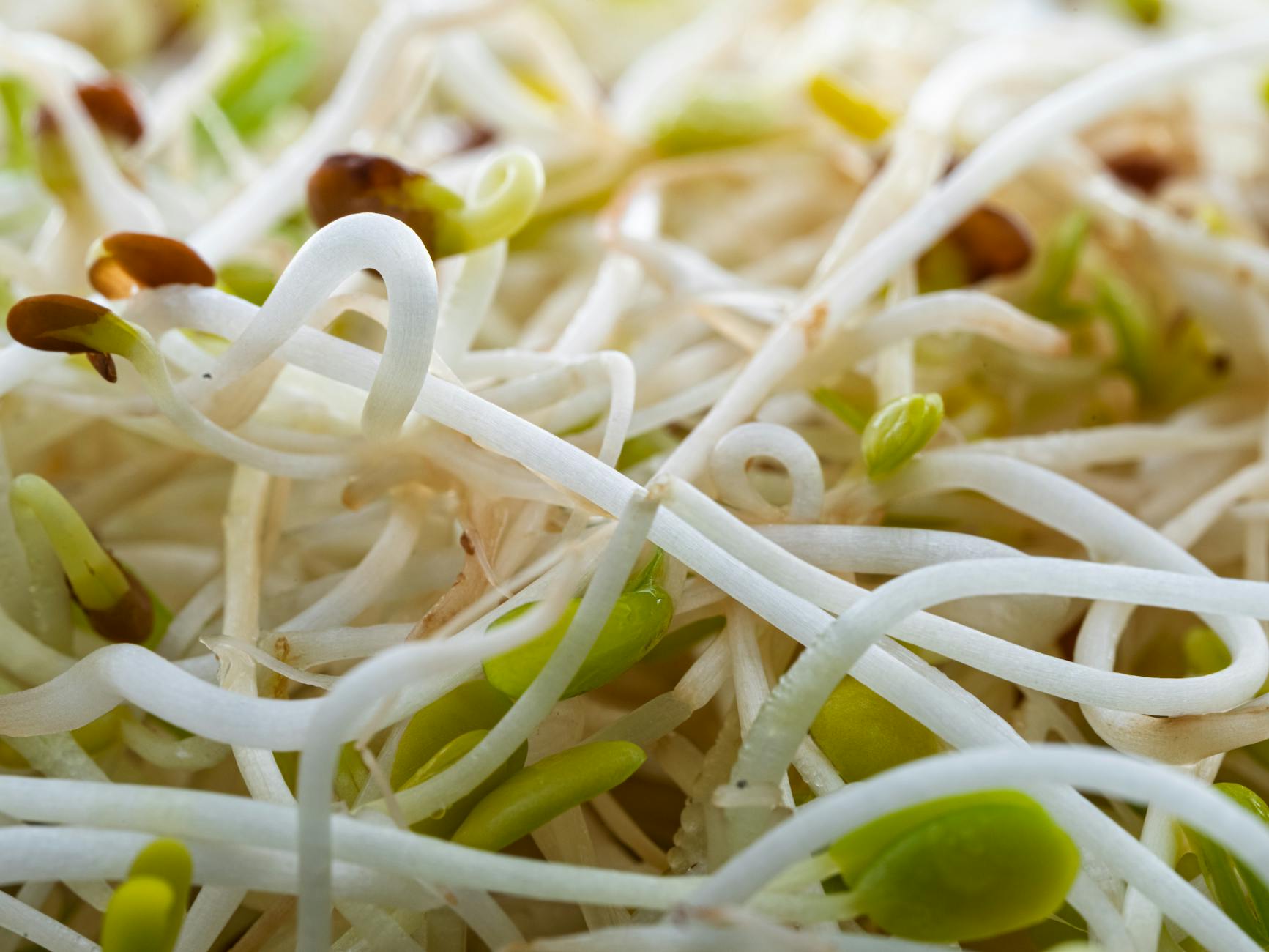Raw Sprouts Food