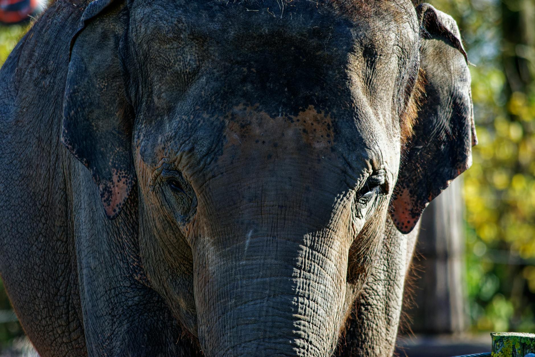 Wild Elephant Animal