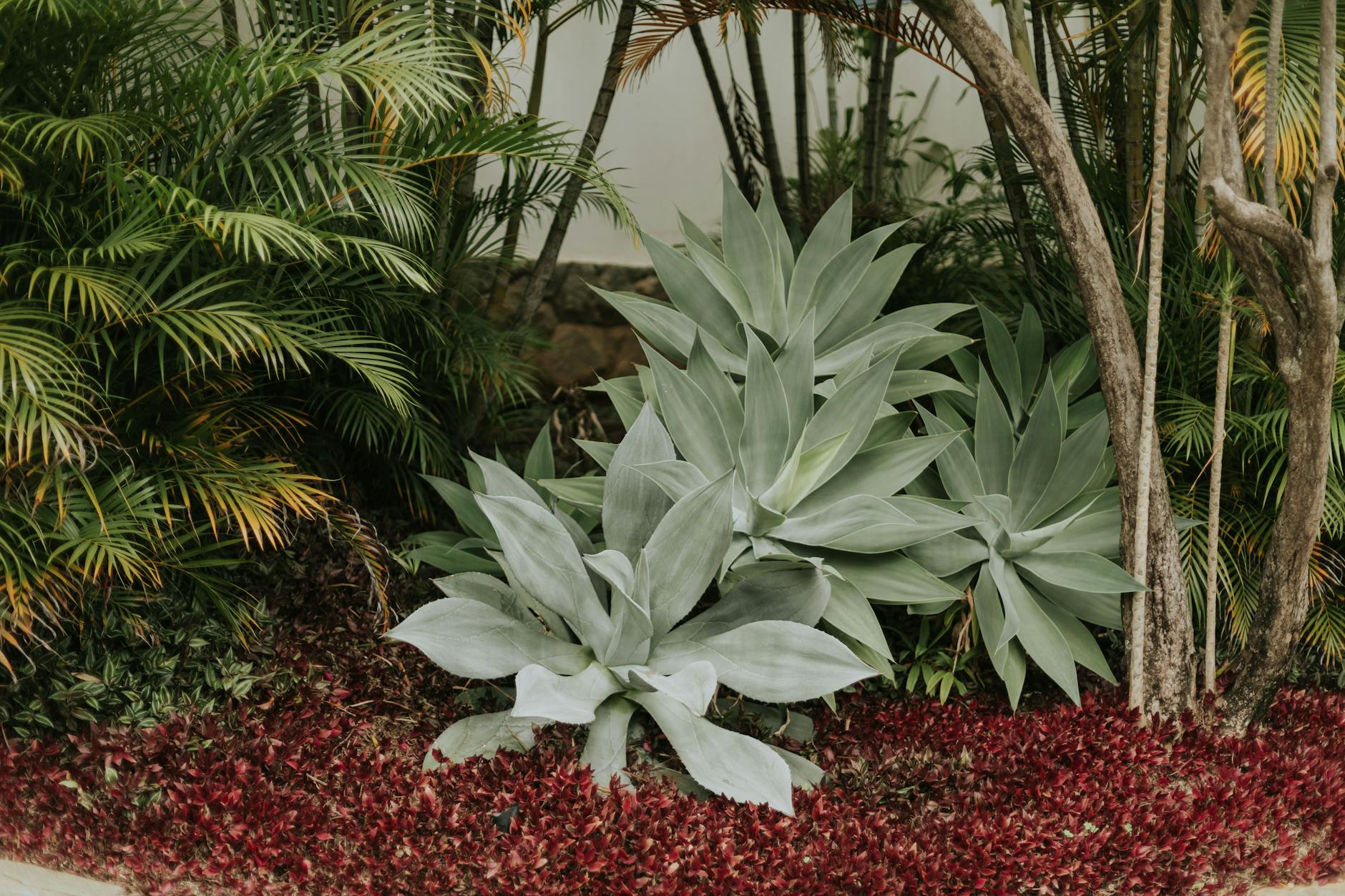 Pleached Trees Garden+plants