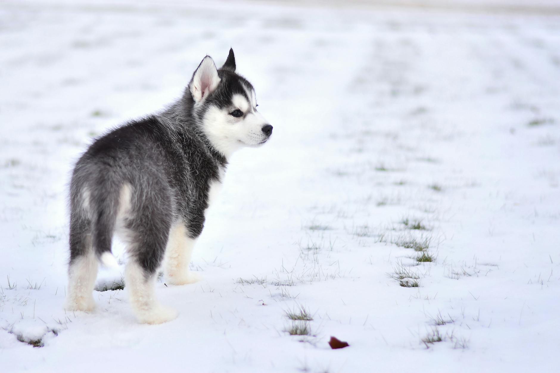 Siberian Husky Dog Breed