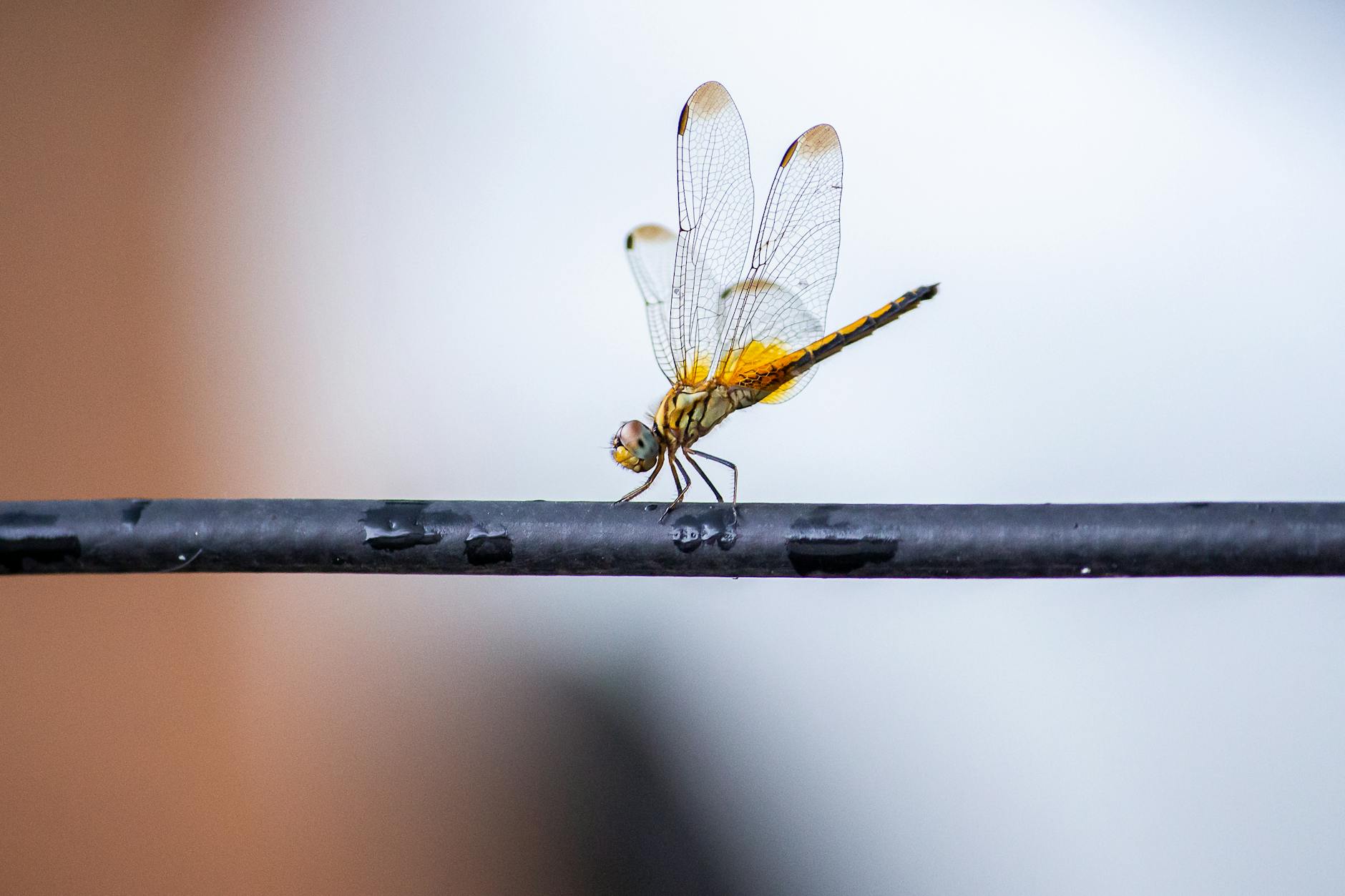 Dragonfly Animal
